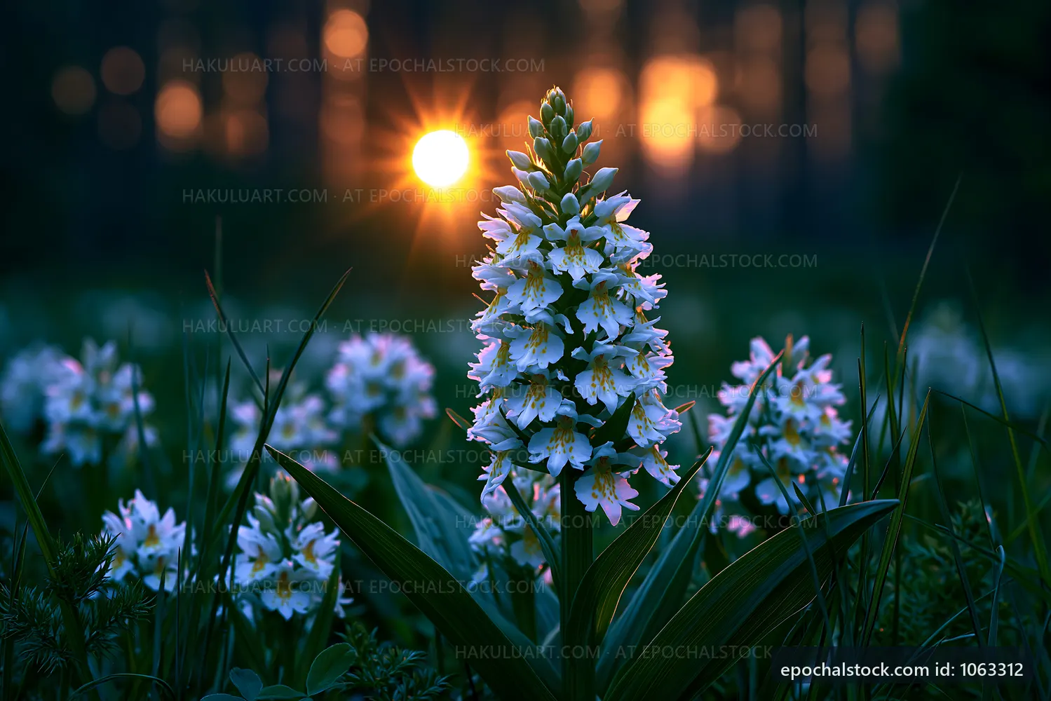 Flower blooming at sunset in a forest clearing