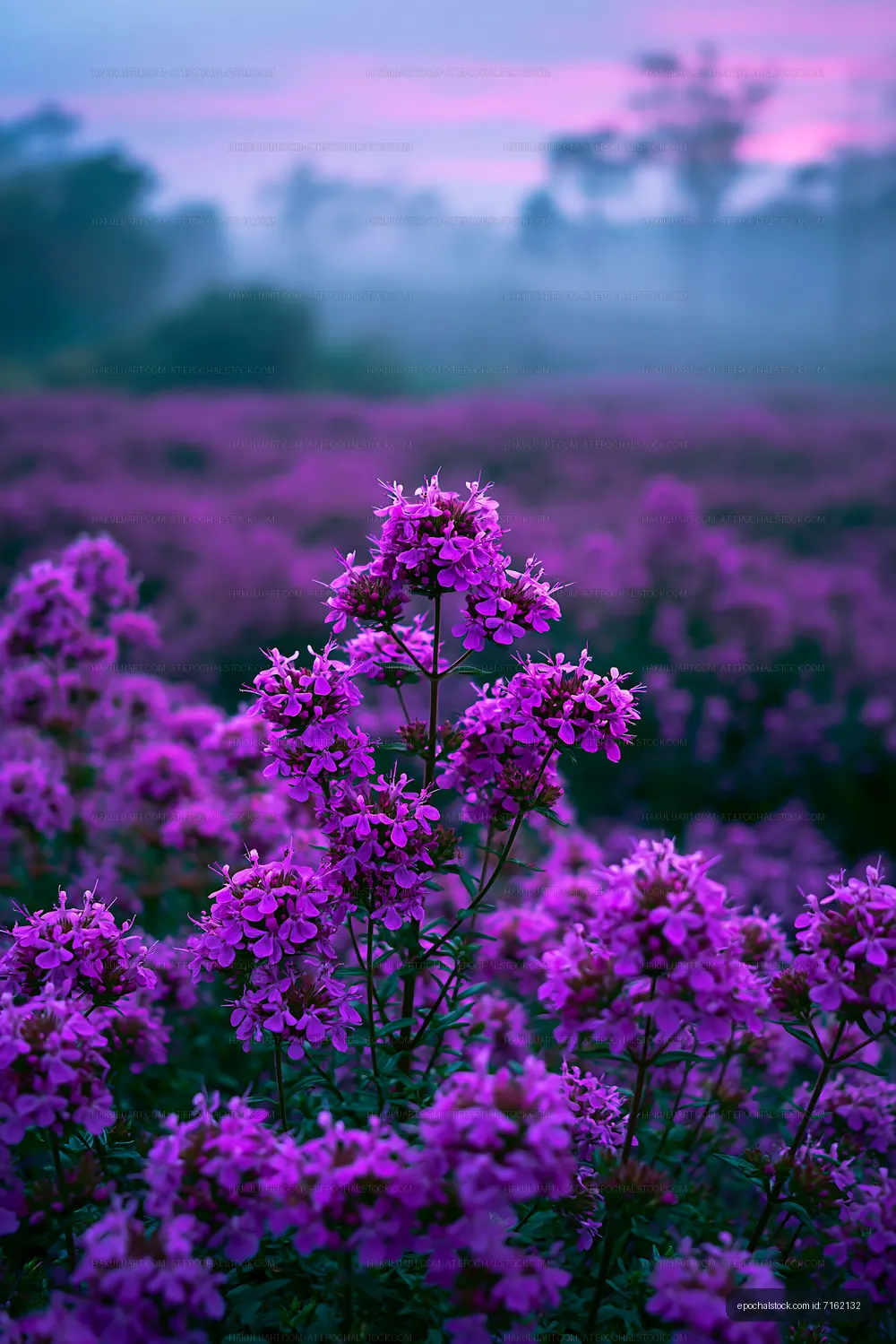 Vibrant purple flowers in a misty field at dawn