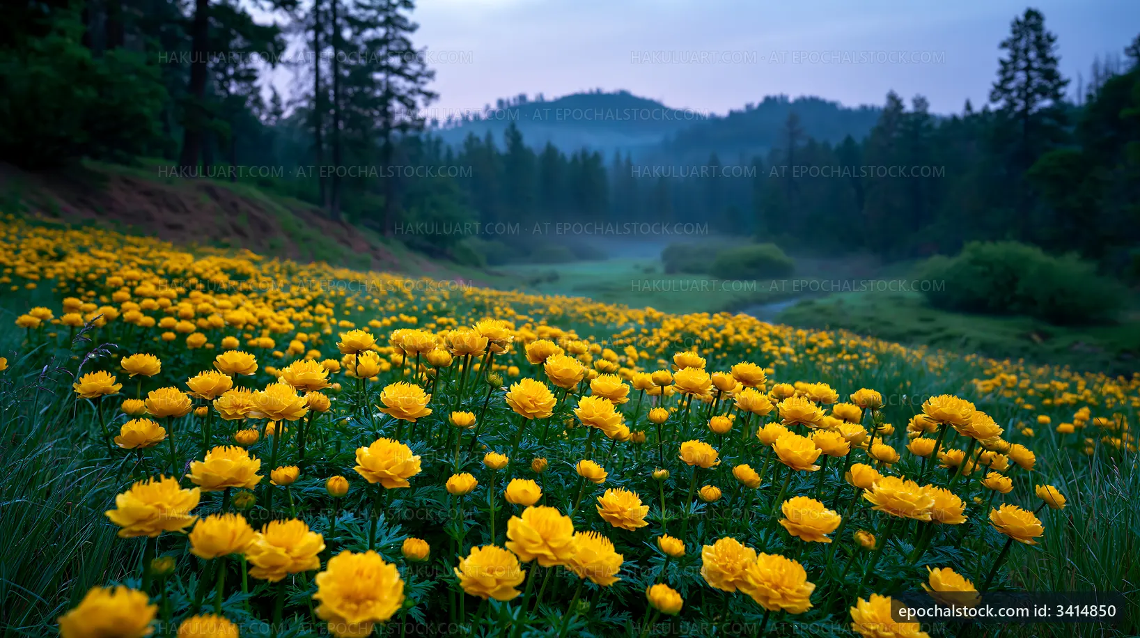 Yellow flowers bloom in a green meadow at dawn