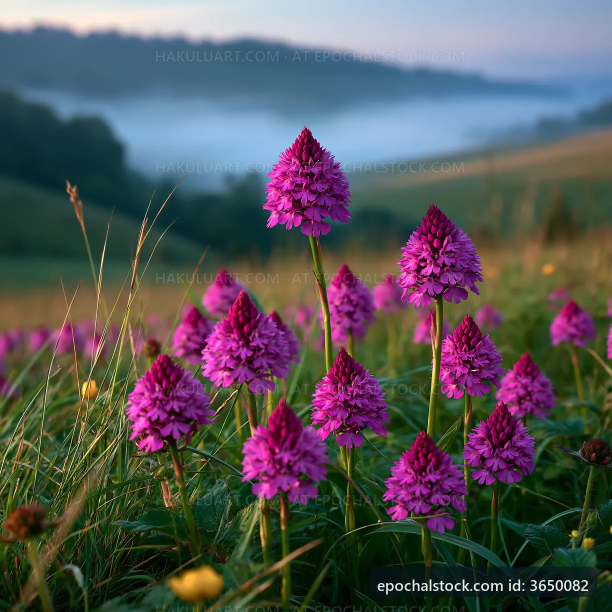 Purple wildflowers bloom in a meadow at sunrise