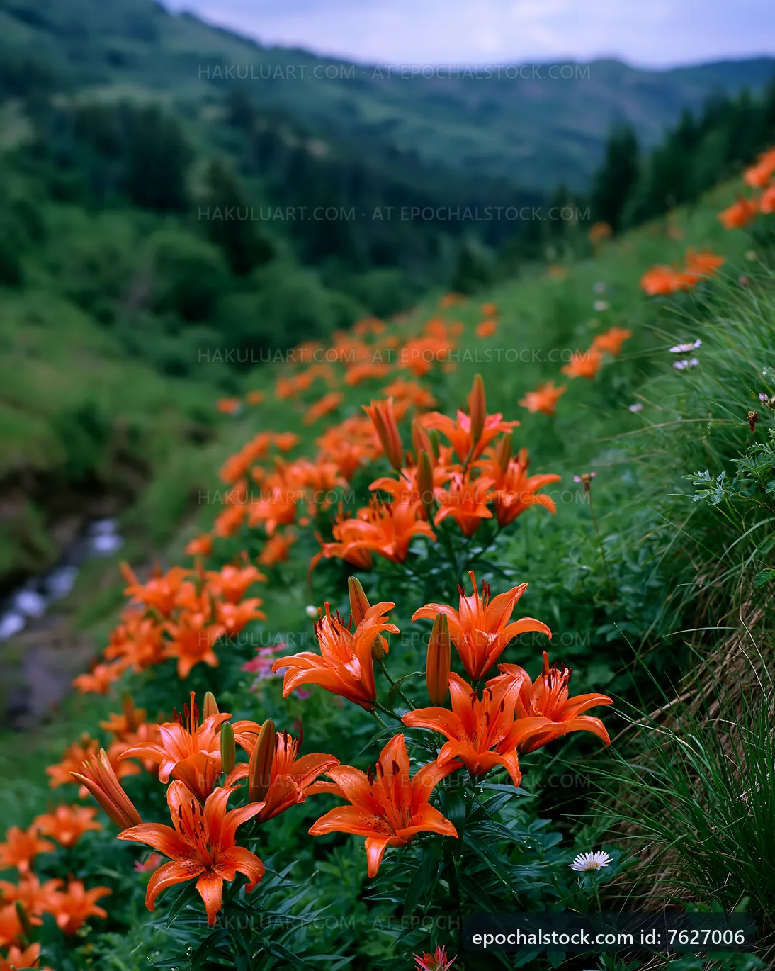 Bright orange flowers bloom on a hillside in the mountains