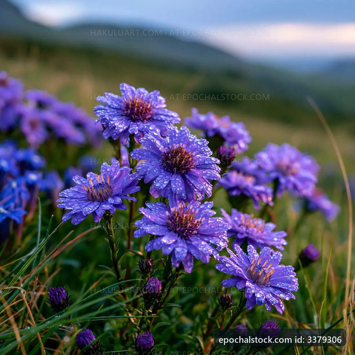 Purple flowers with dew in a field at dawn