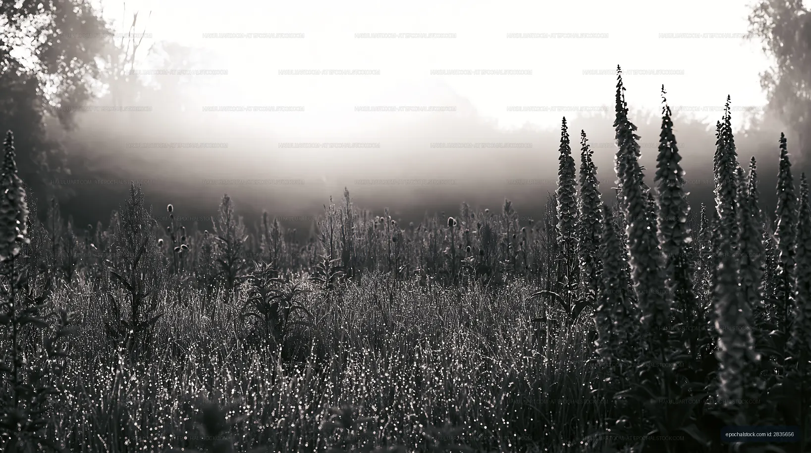 Morning fog over a field with tall plants and dew
