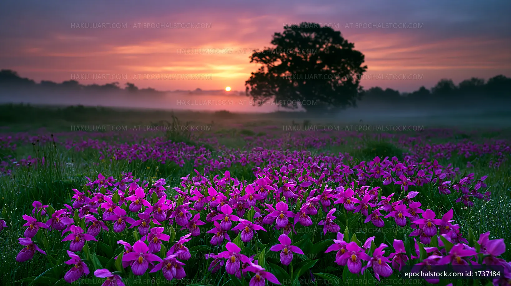 Purple flowers bloom under a colorful sky at sunset