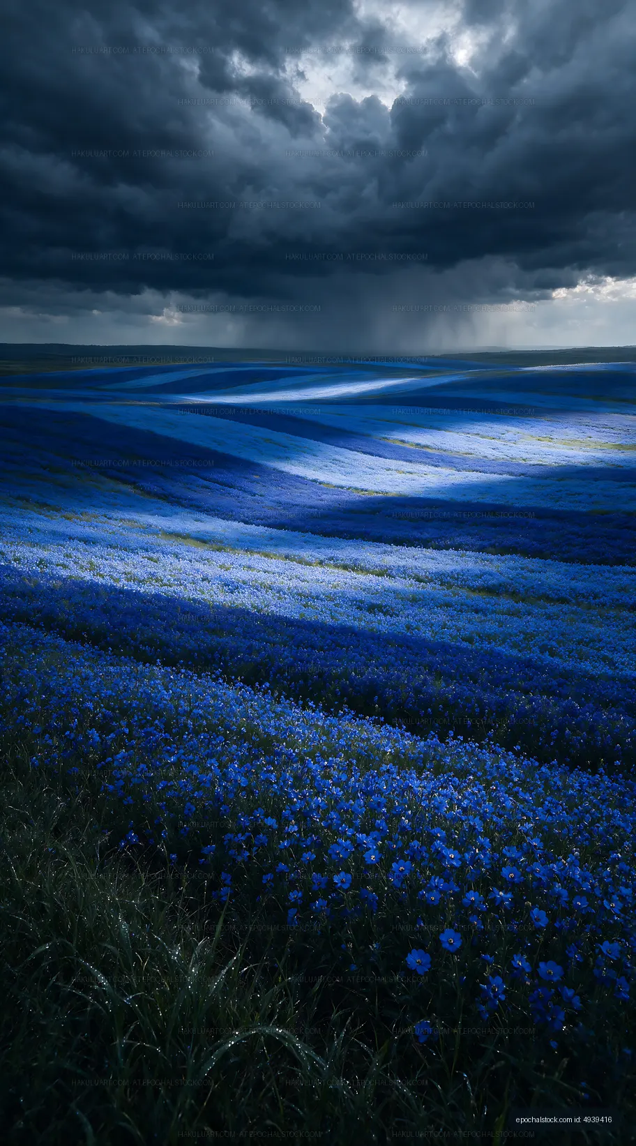 Blue flower field under cloudy sky with shadows