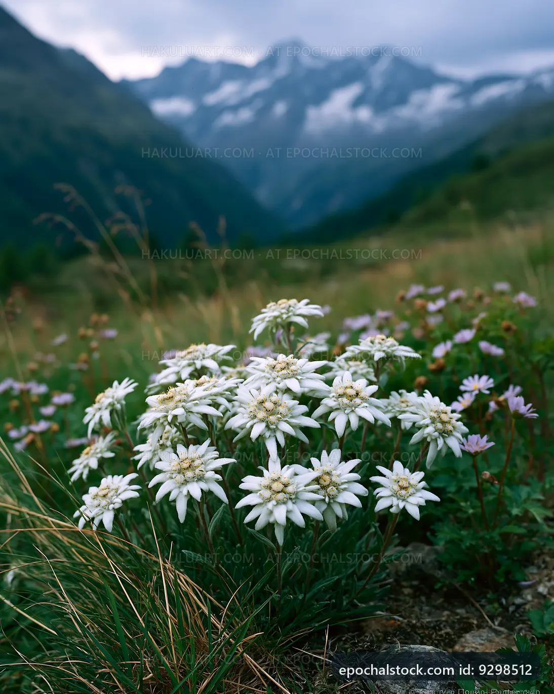 White flowers blooming in a mountain valley landscape