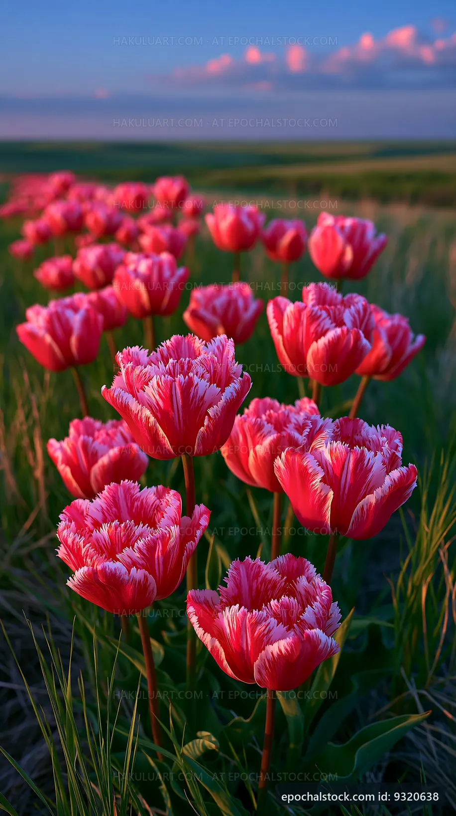Colorful tulips blooming in a field during sunset