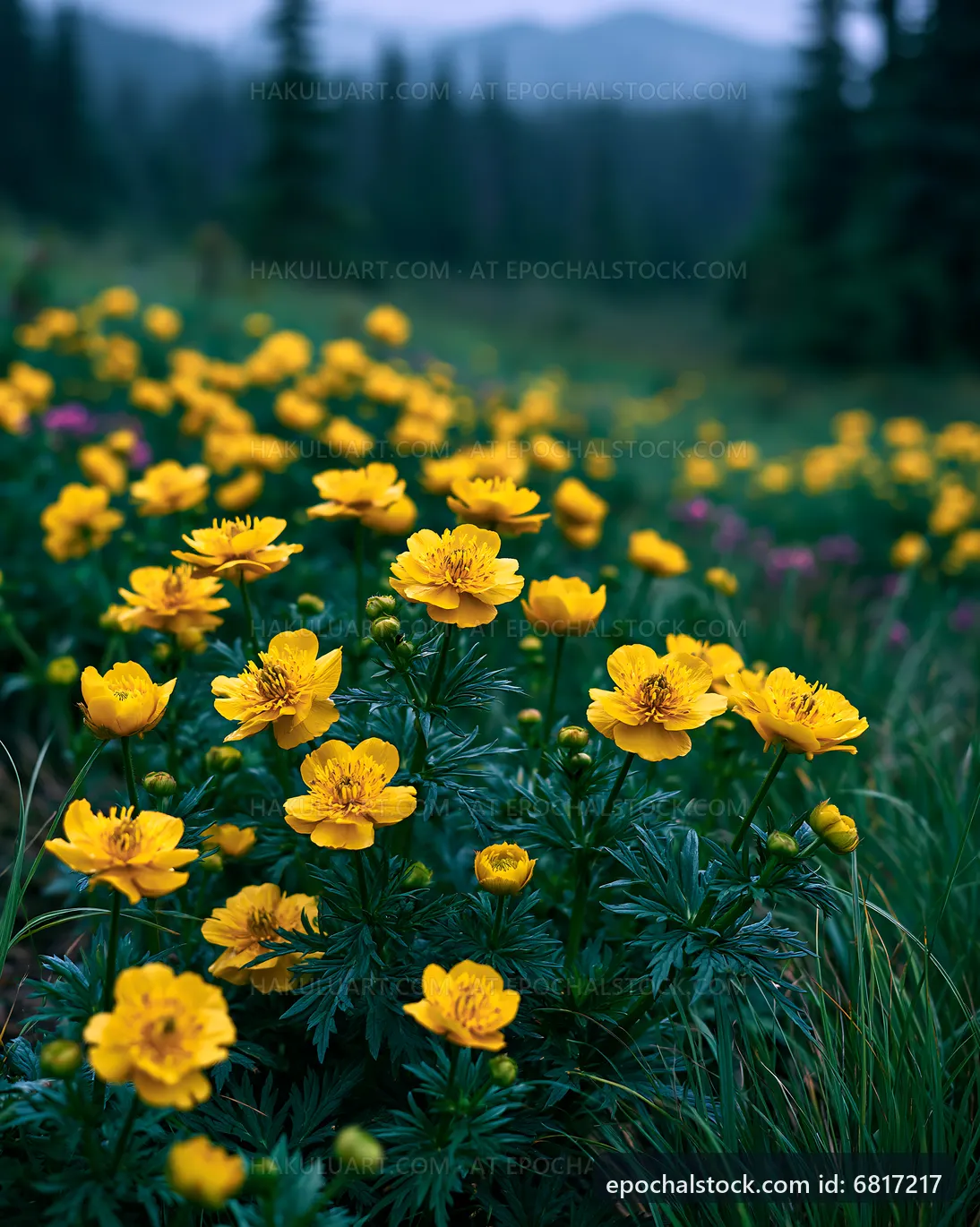 Yellow flowers in a field during early morning light
