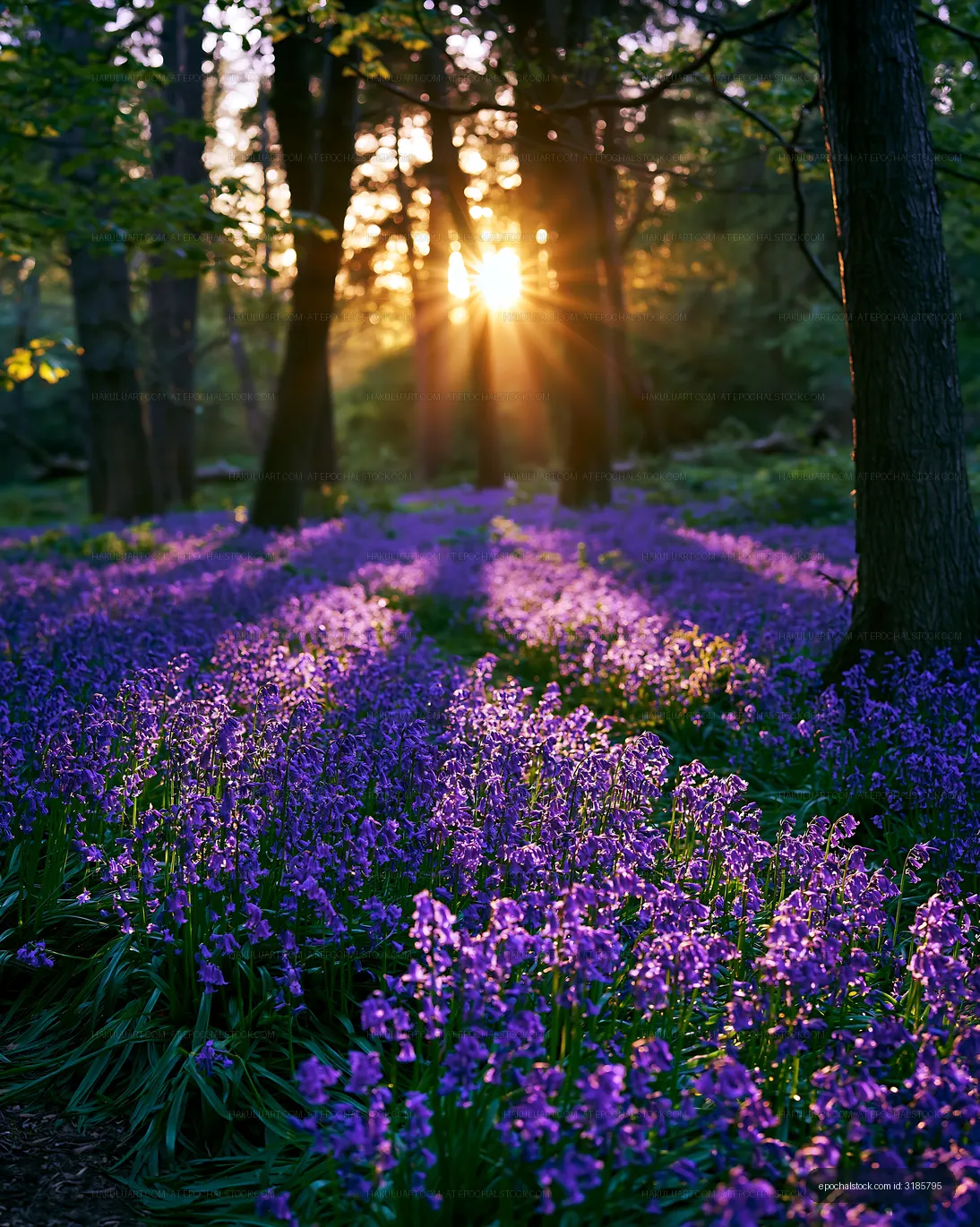 Sunlight shines through trees over bluebell flowers in a forest