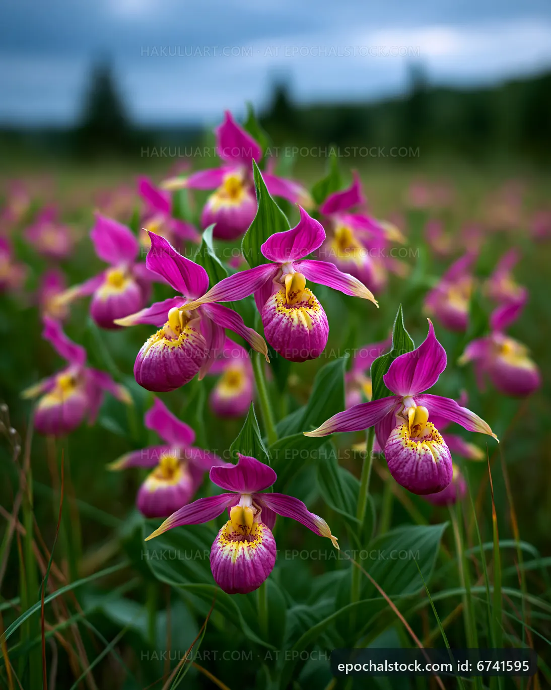 Pink orchids bloom in a green field under cloudy skies
