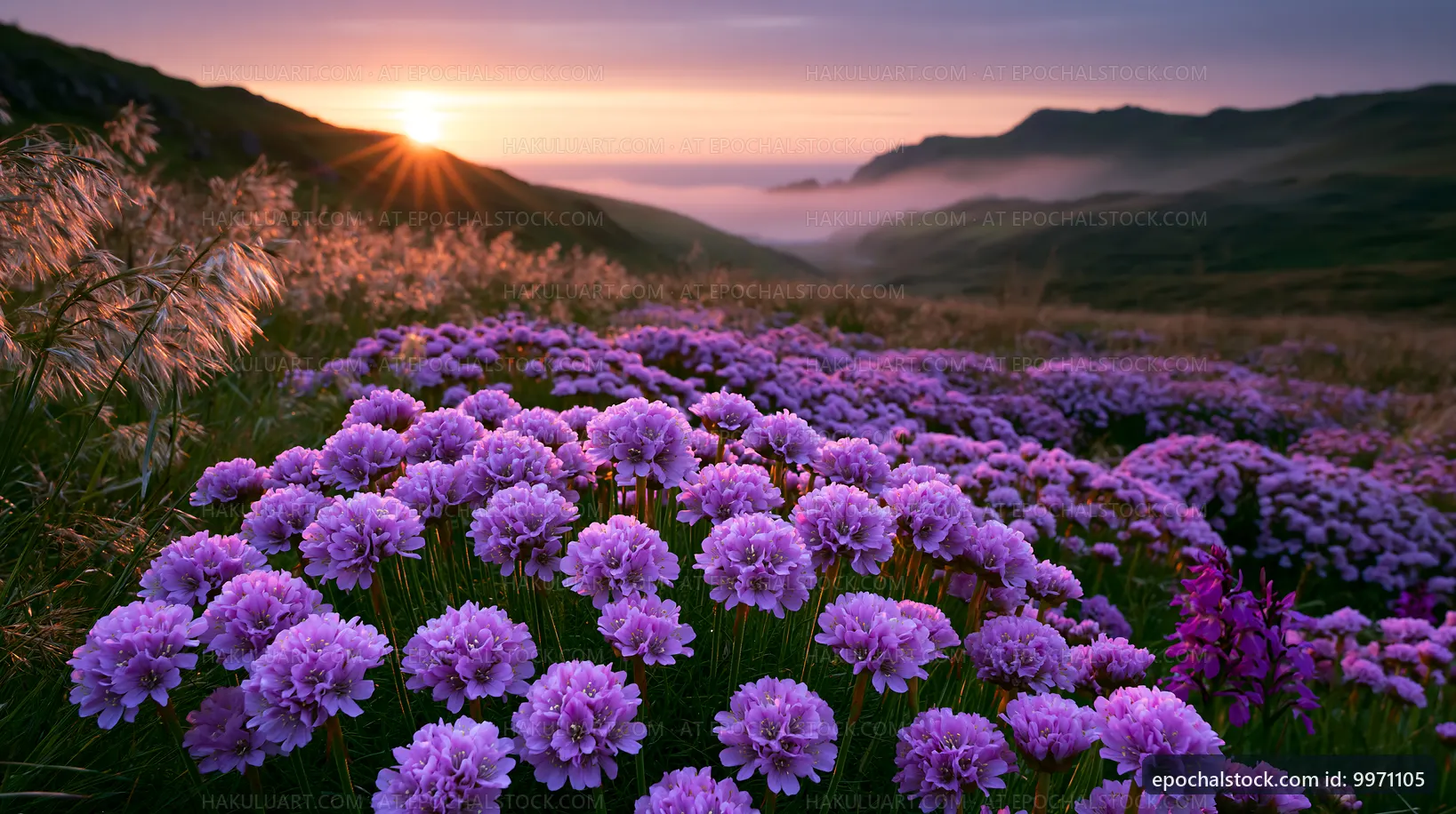 Purple flowers bloom in the mountains during sunrise