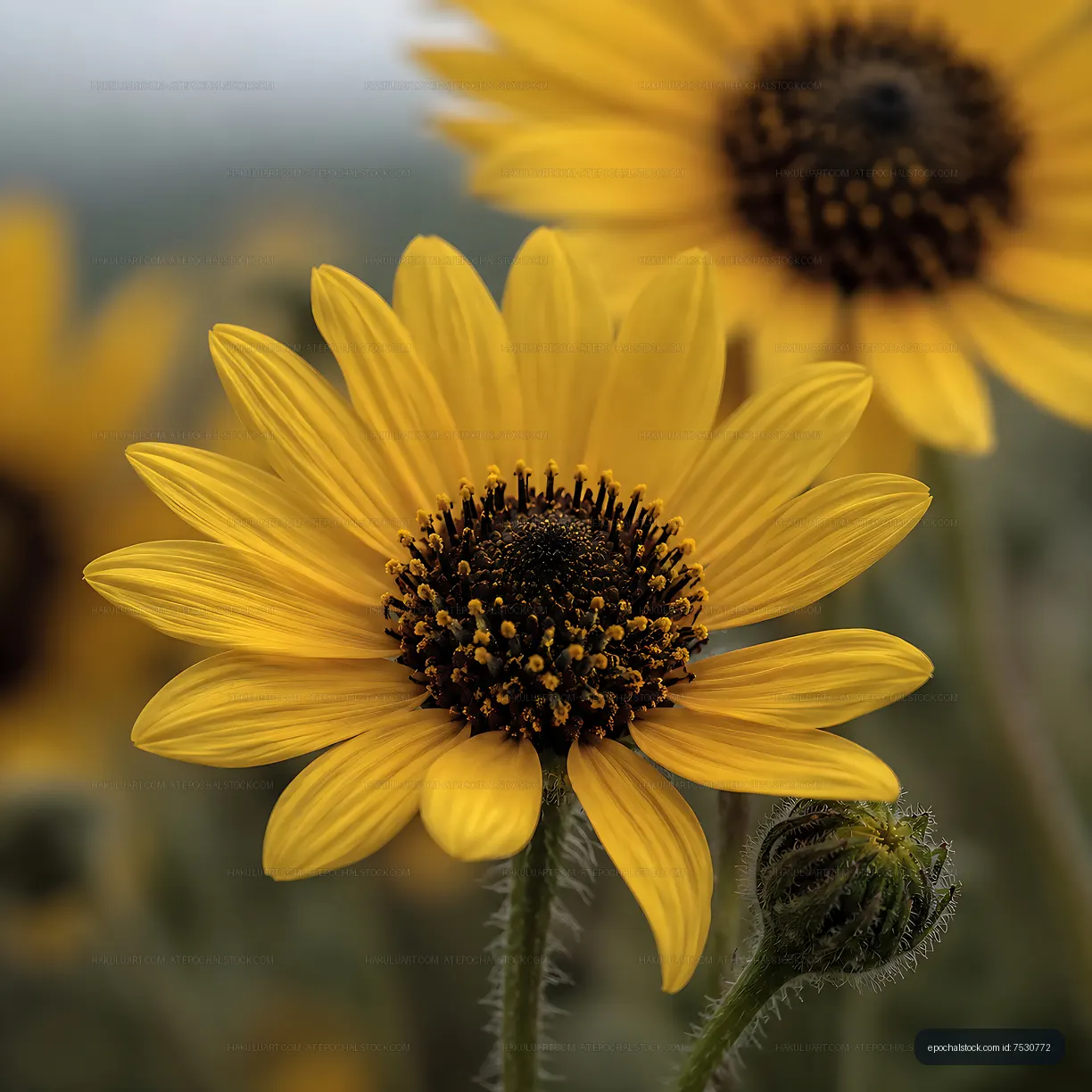 Bright sunflowers blooming in a field on a sunny day