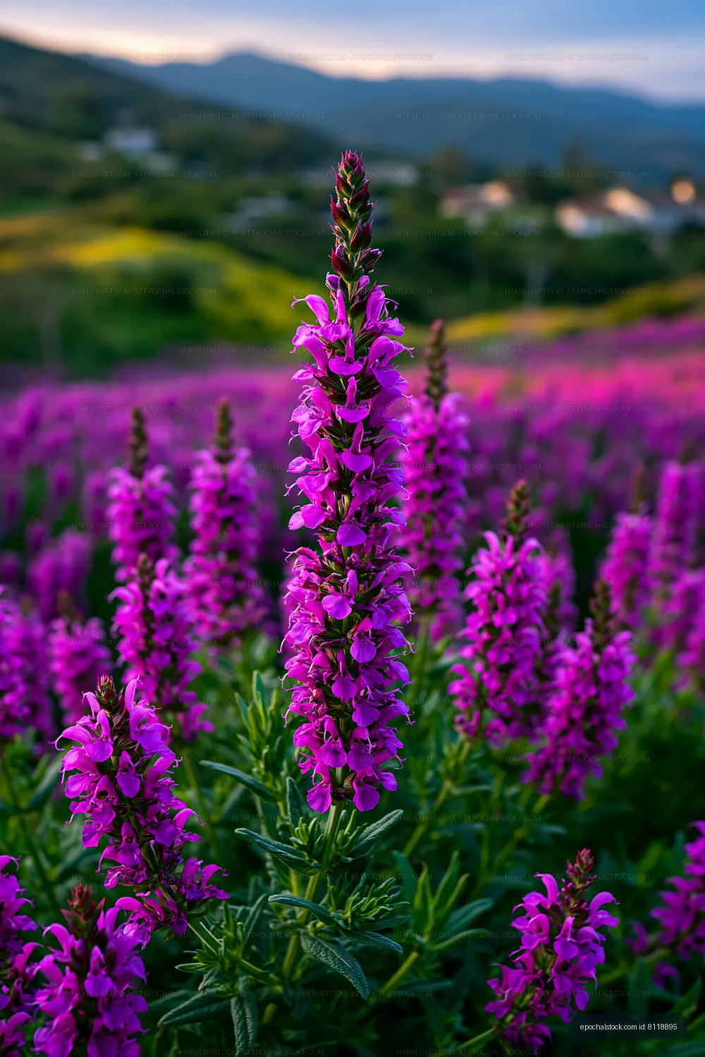 Vibrant purple flowers in a mountainous field during sunset