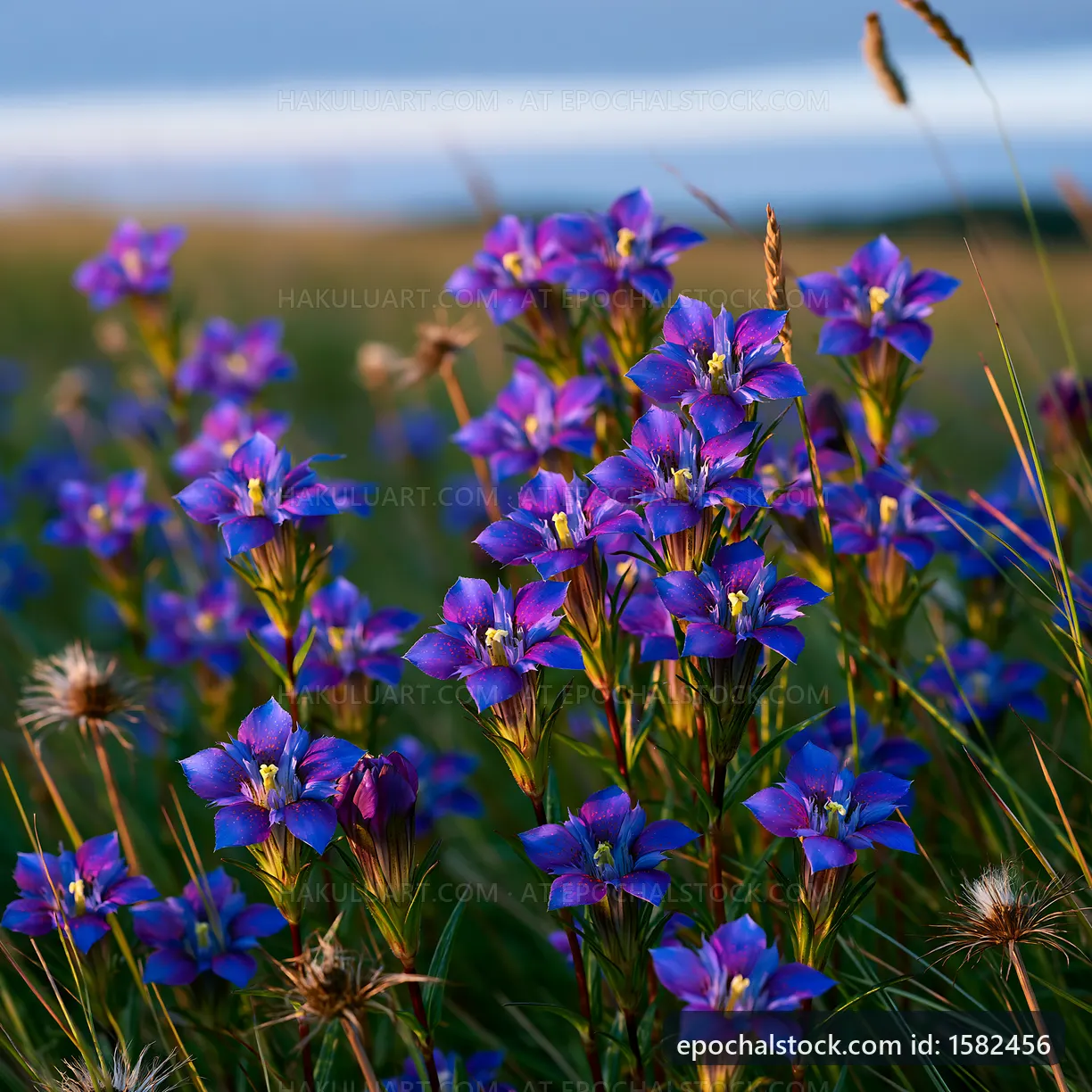 Purple wildflowers blooming in a grassy field during sunset