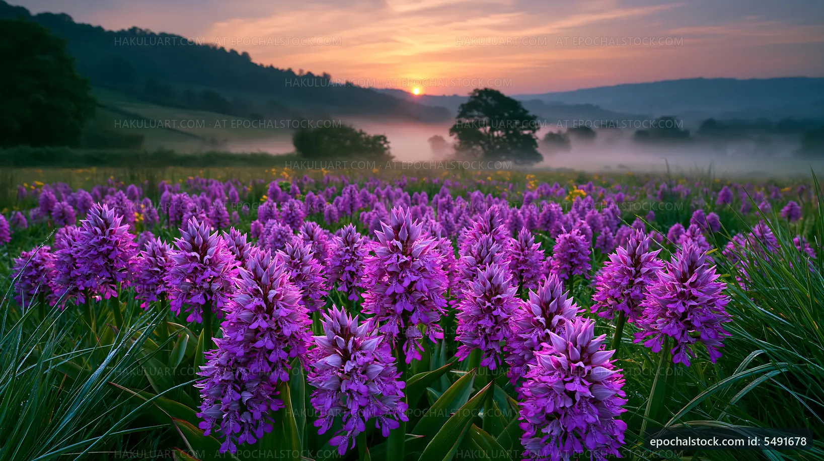Purple flowers in a field at sunrise
