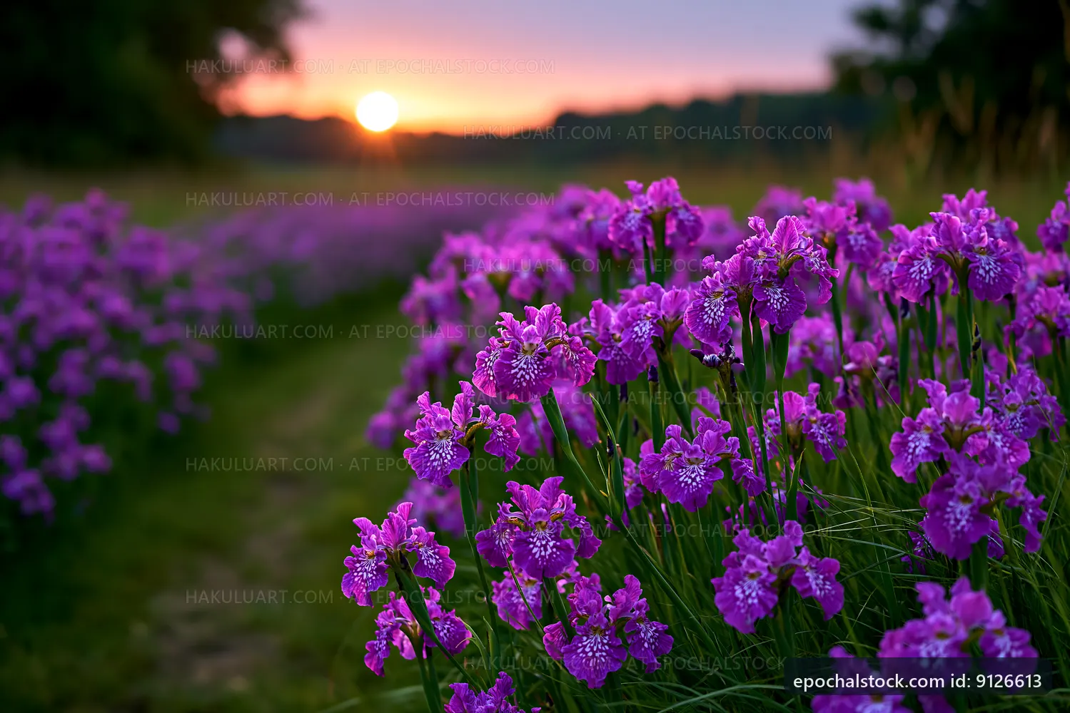 Purple flowers bloom at sunset in a peaceful field