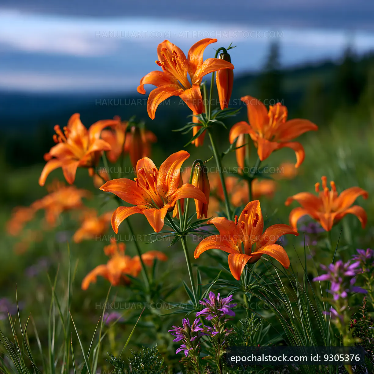 Orange lilies bloom in a grassy field under a cloudy sky