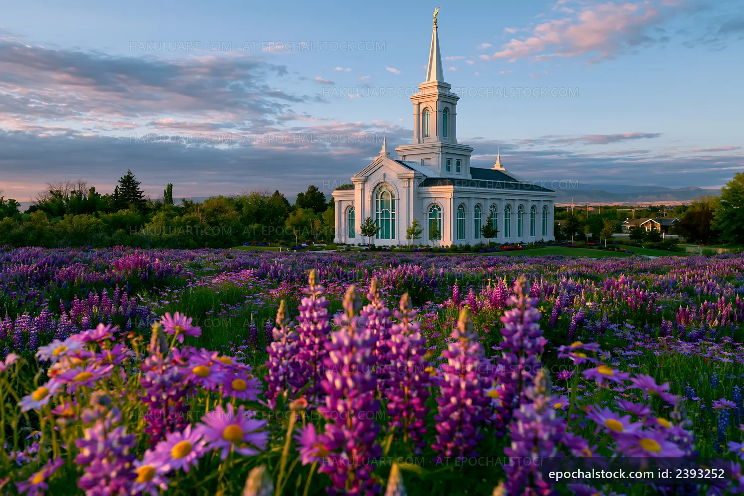 Church surrounded by purple flowers at sunset