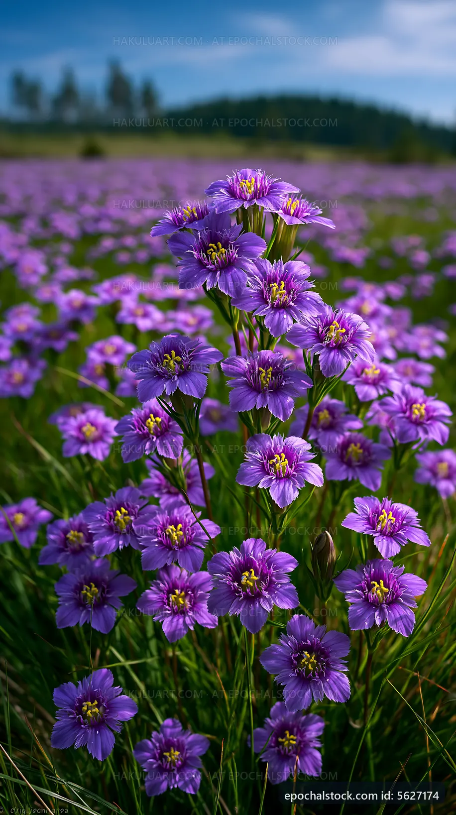 Purple wildflowers bloom in a field under blue sky