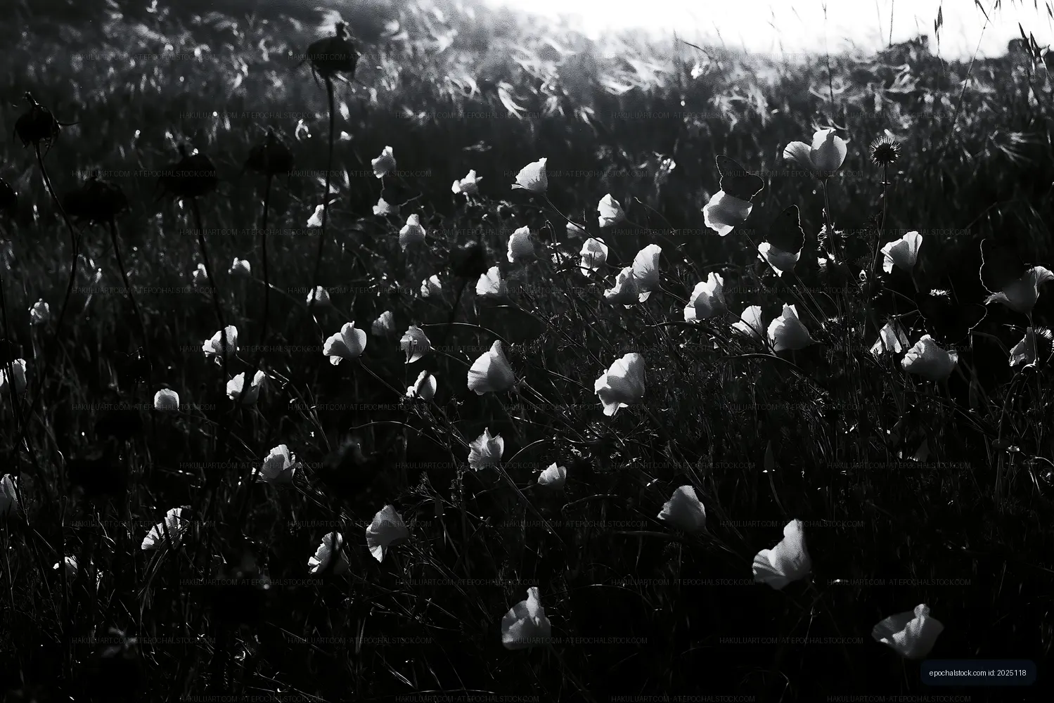 Black and white flowers in a field during sunrise