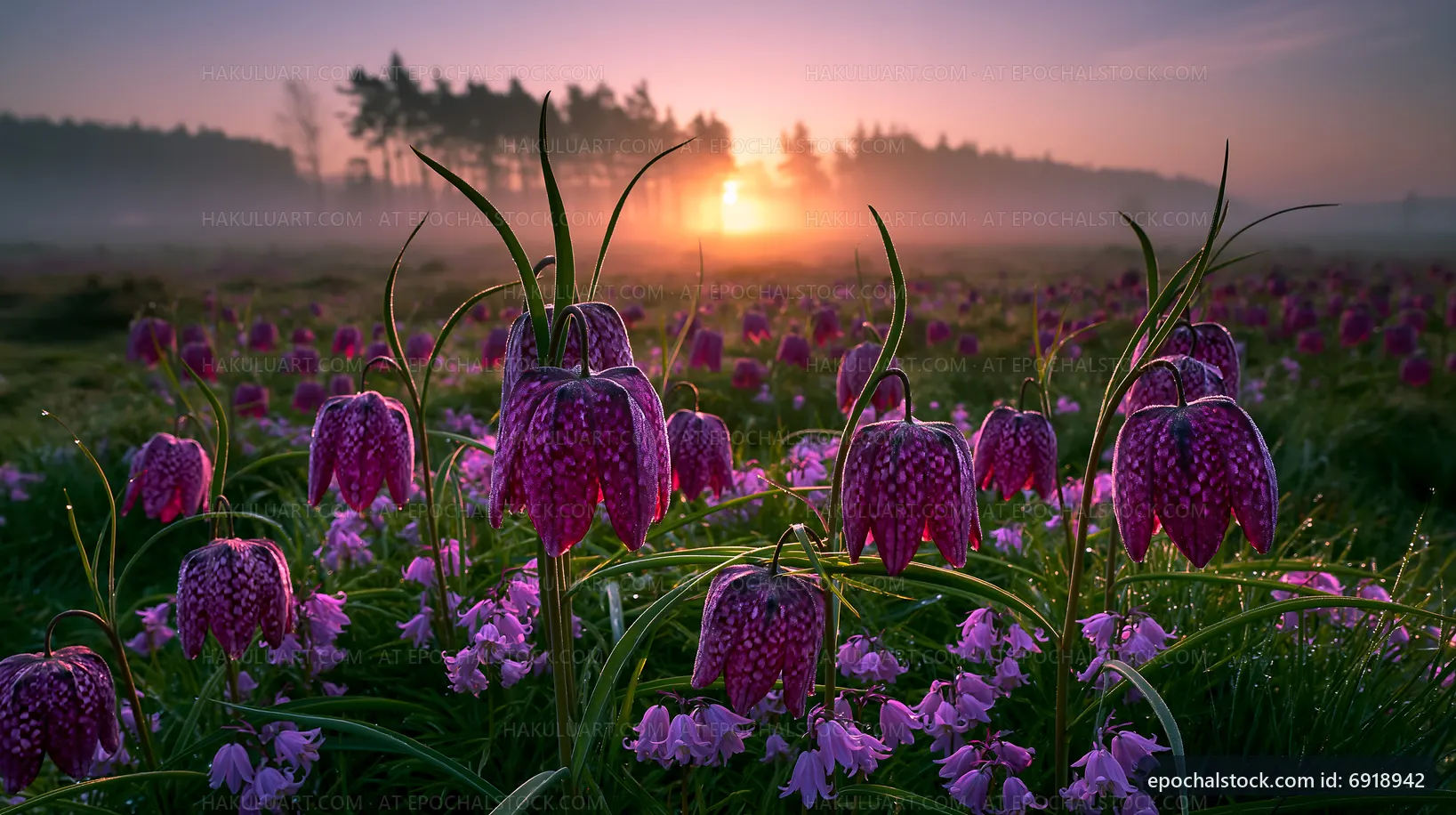 Purple flowers bloom under sunrise light in a field