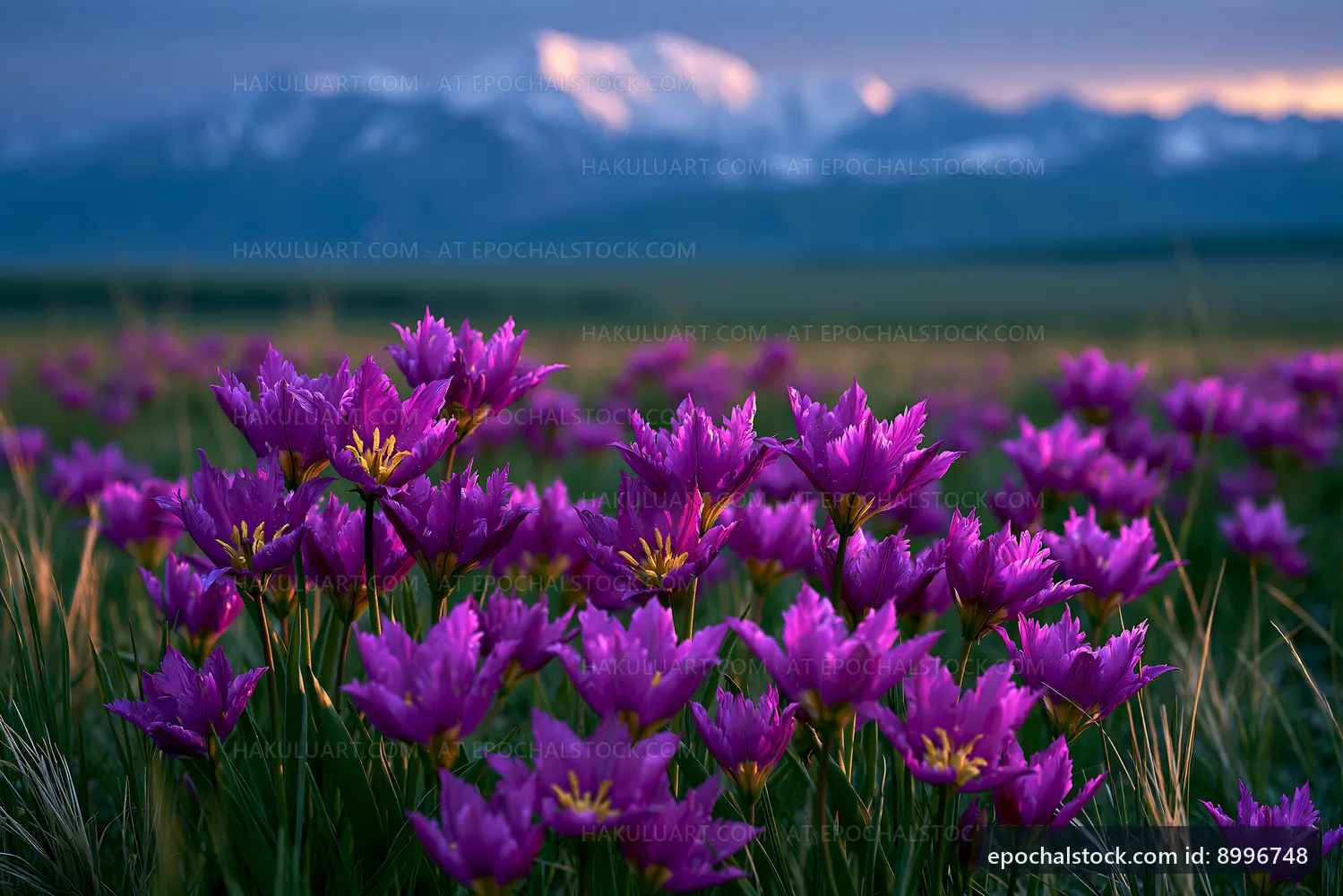 Purple flowers in a field with mountains in the background