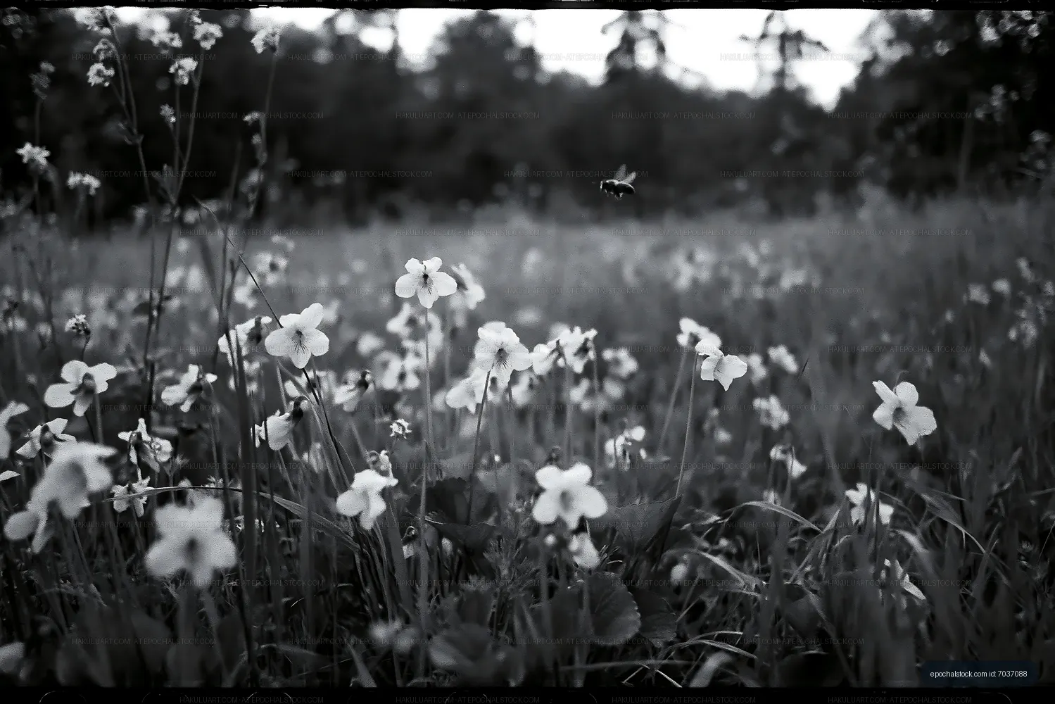 Field of flowers with a bee flying around