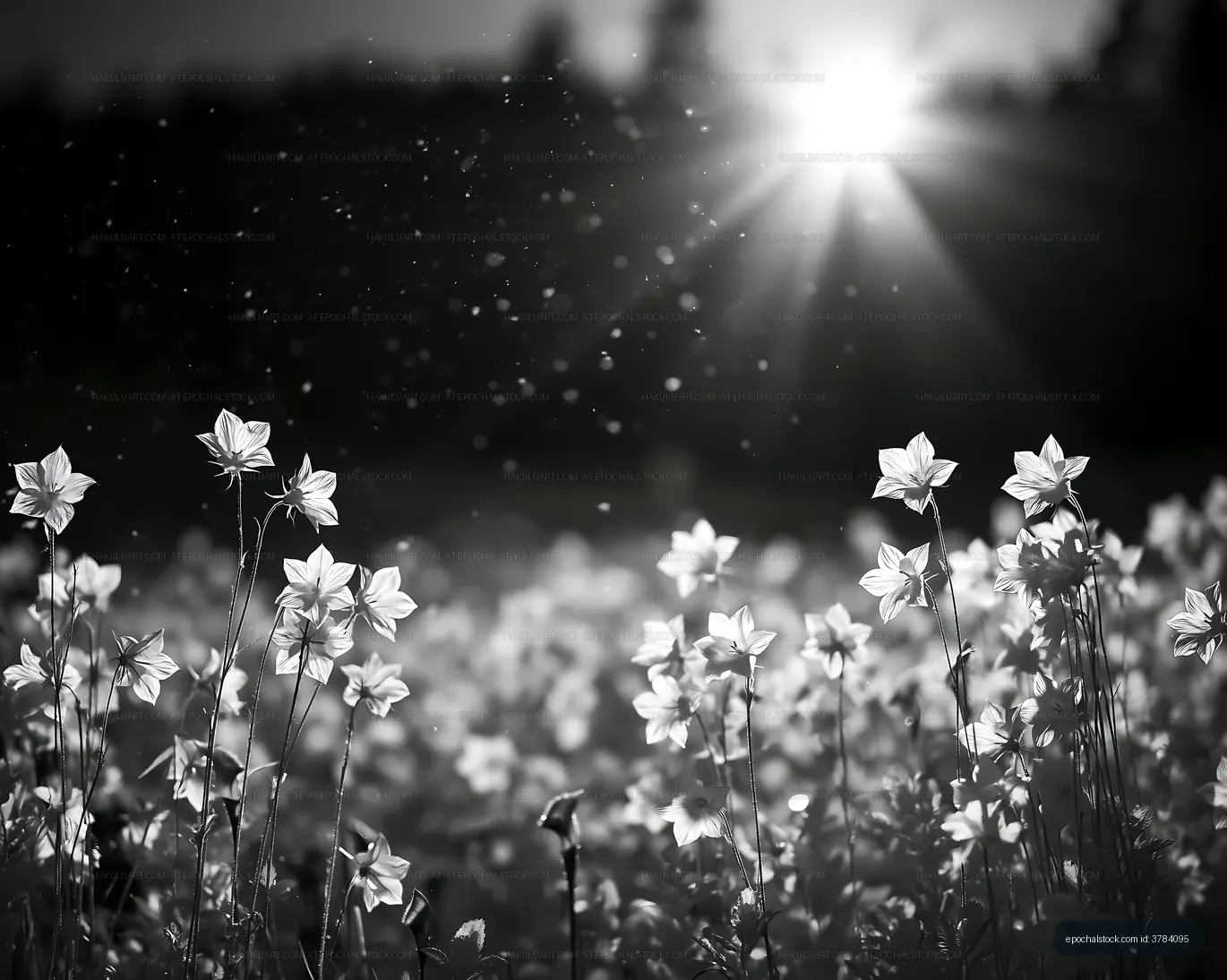 Sunlight shining on flowers in a black and white field