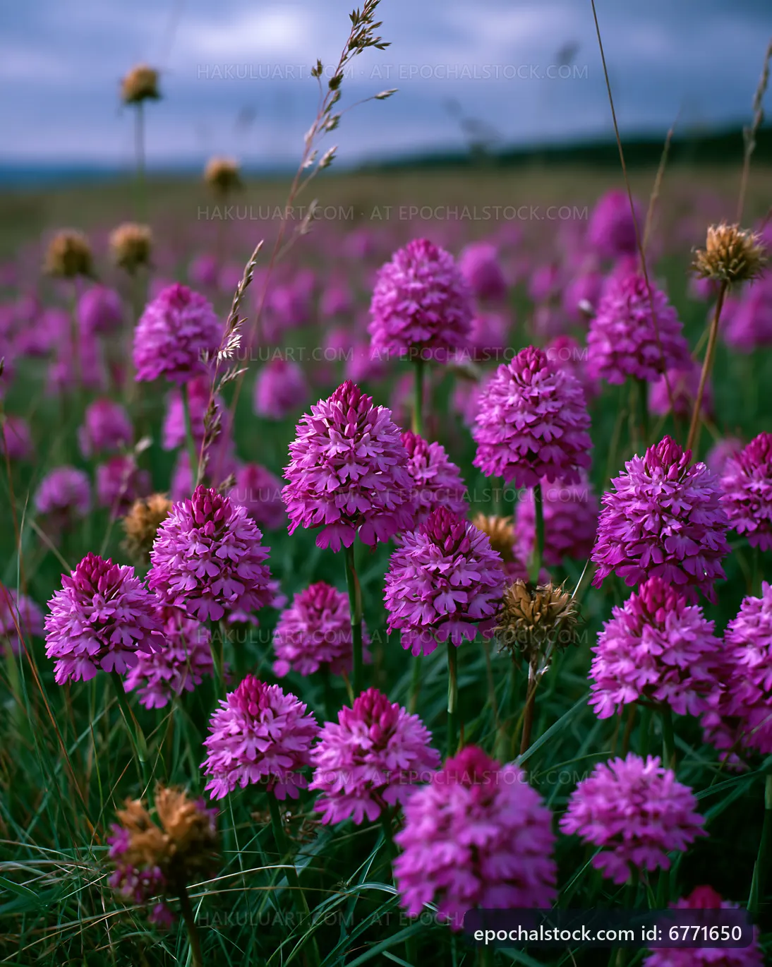 Vibrant purple flowers in a green field during cloudy weather