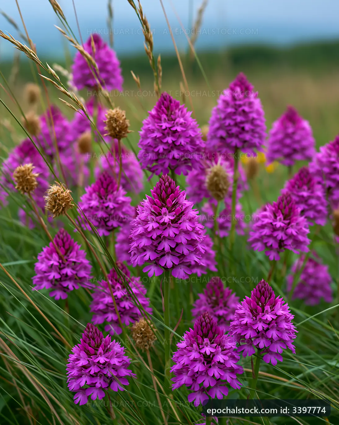 Colorful wildflowers bloom in a green meadow during daytime