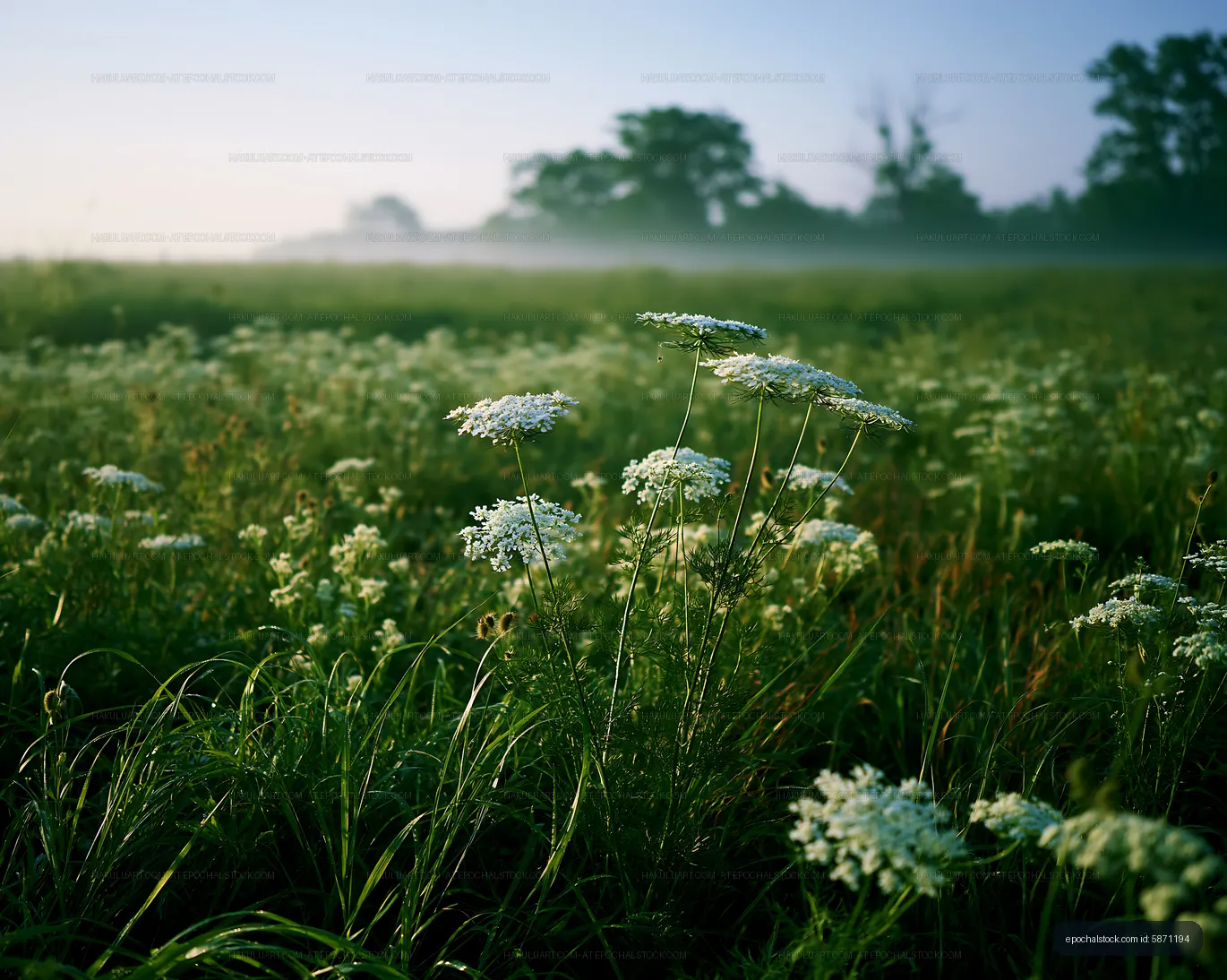 Morning fog over a field with white flowers and greenery
