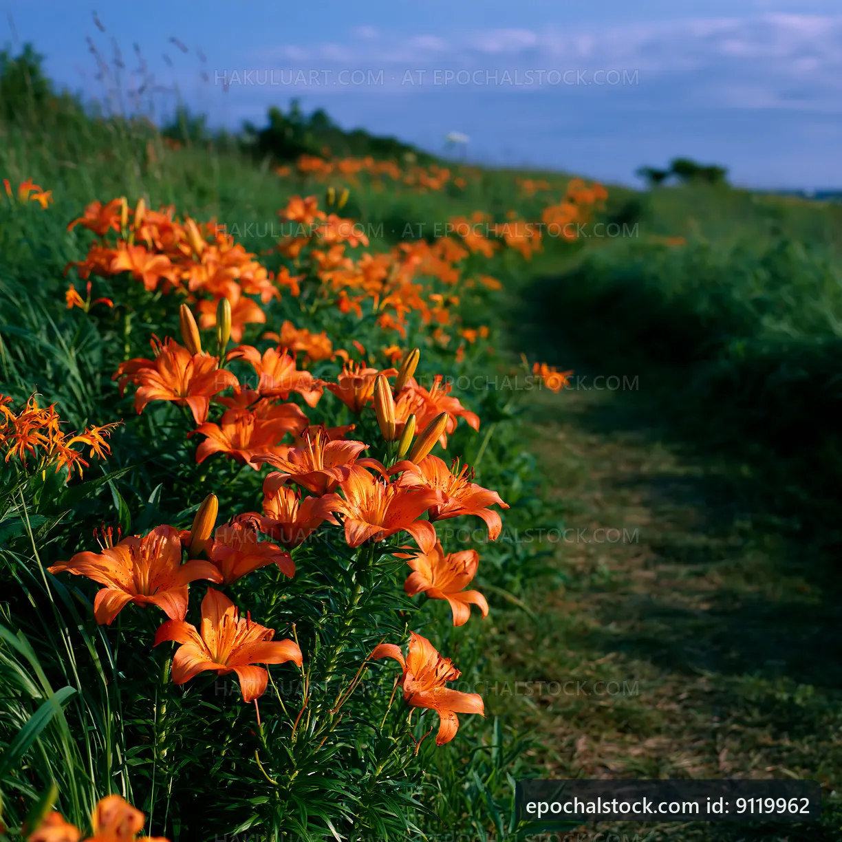 Lily flowers bloom along a grassy path in a natural setting