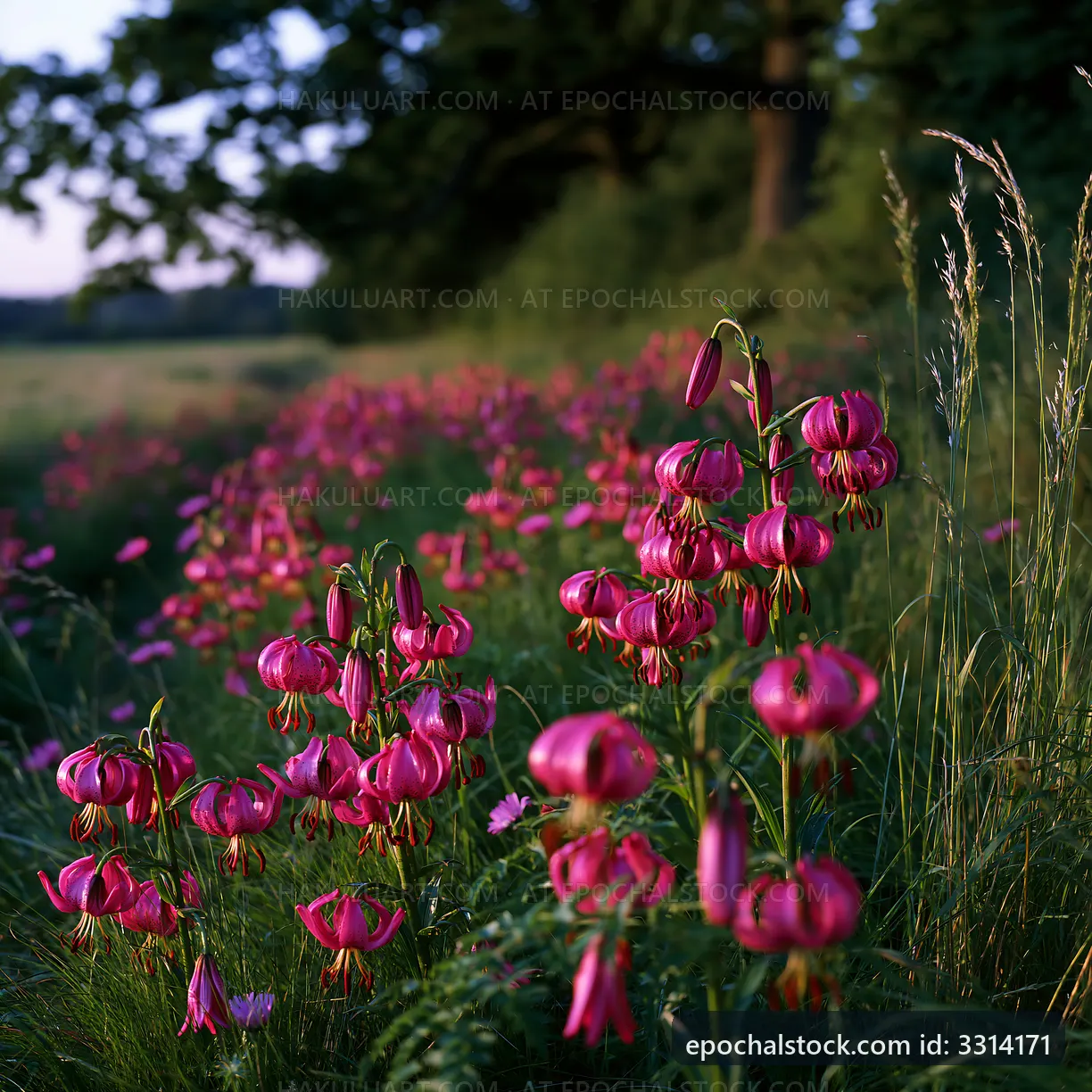 Field of pink flowers at sunset in a rural area