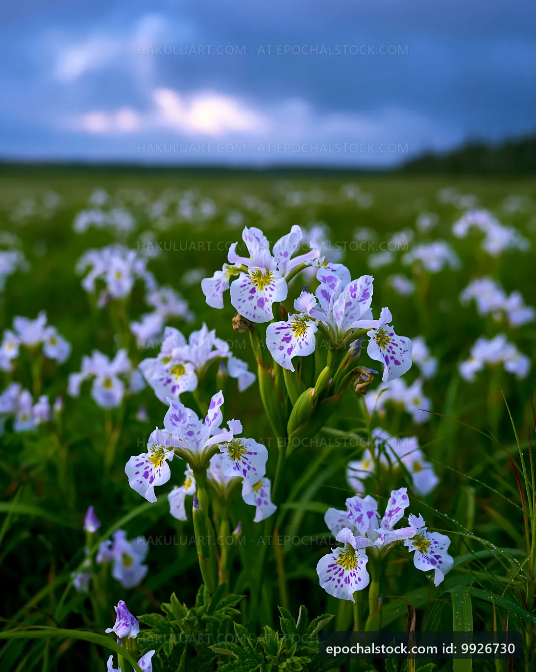 Wildflowers bloom in a field with cloudy sky in the background