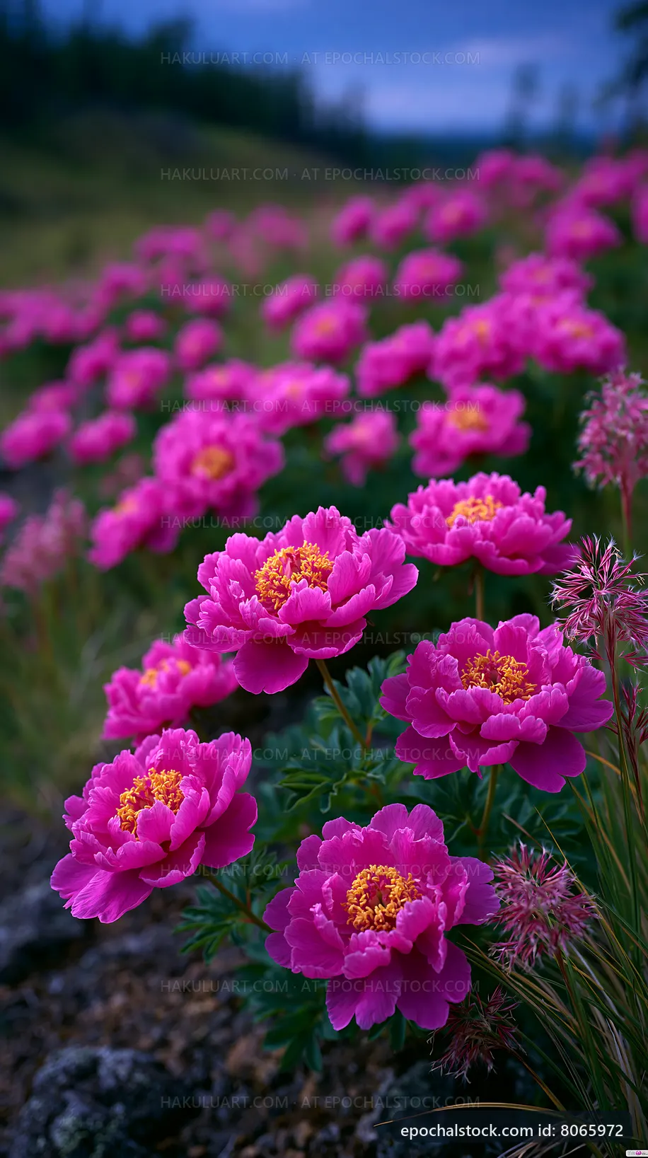 Bright pink flowers in a lush garden during daylight
