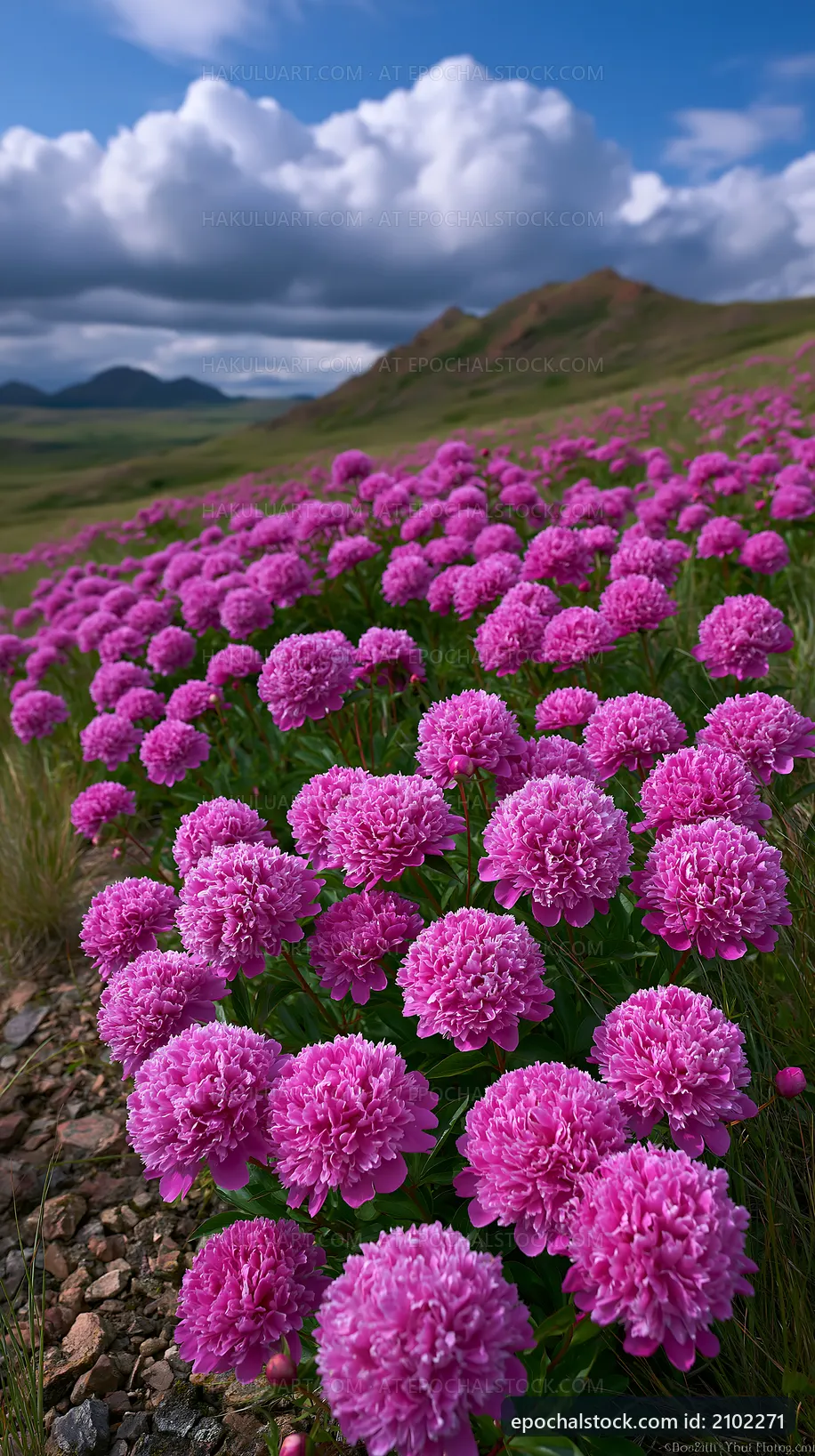 Colorful flowers bloom in a field under a cloudy sky