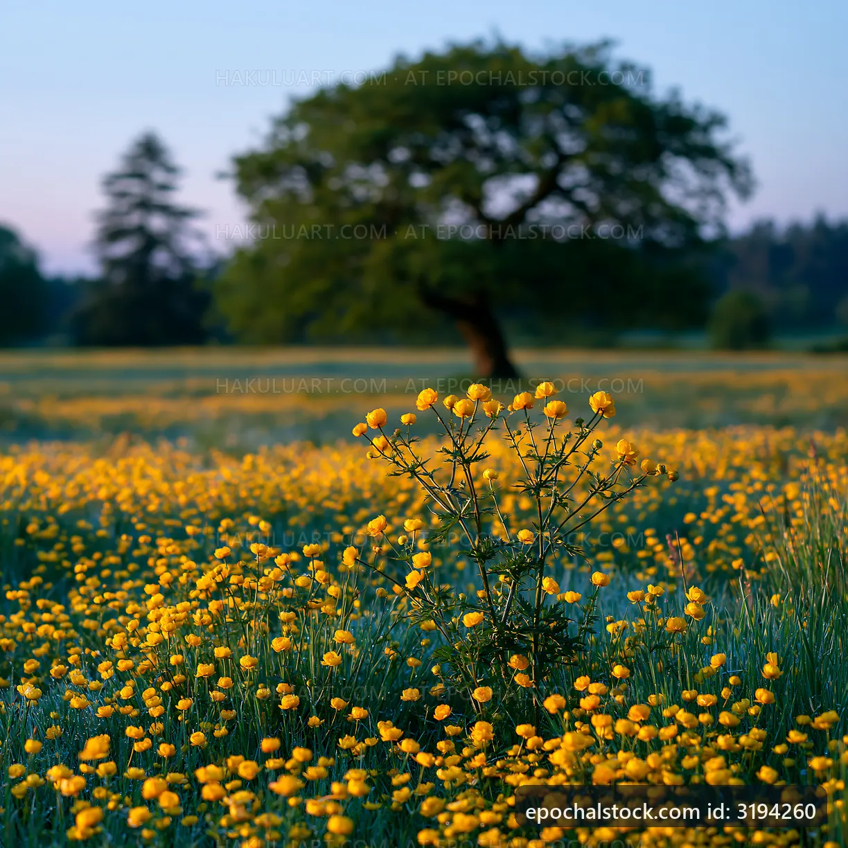 Yellow flowers bloom in a field with a tree at sunset