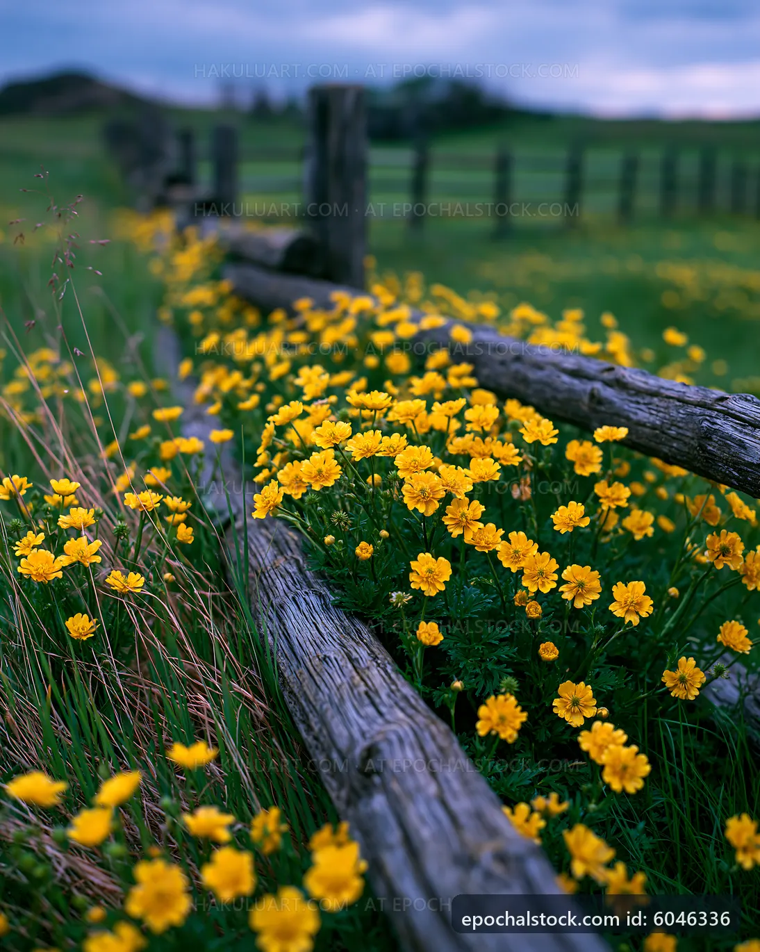 Field of yellow flowers by a wooden fence in a rural area