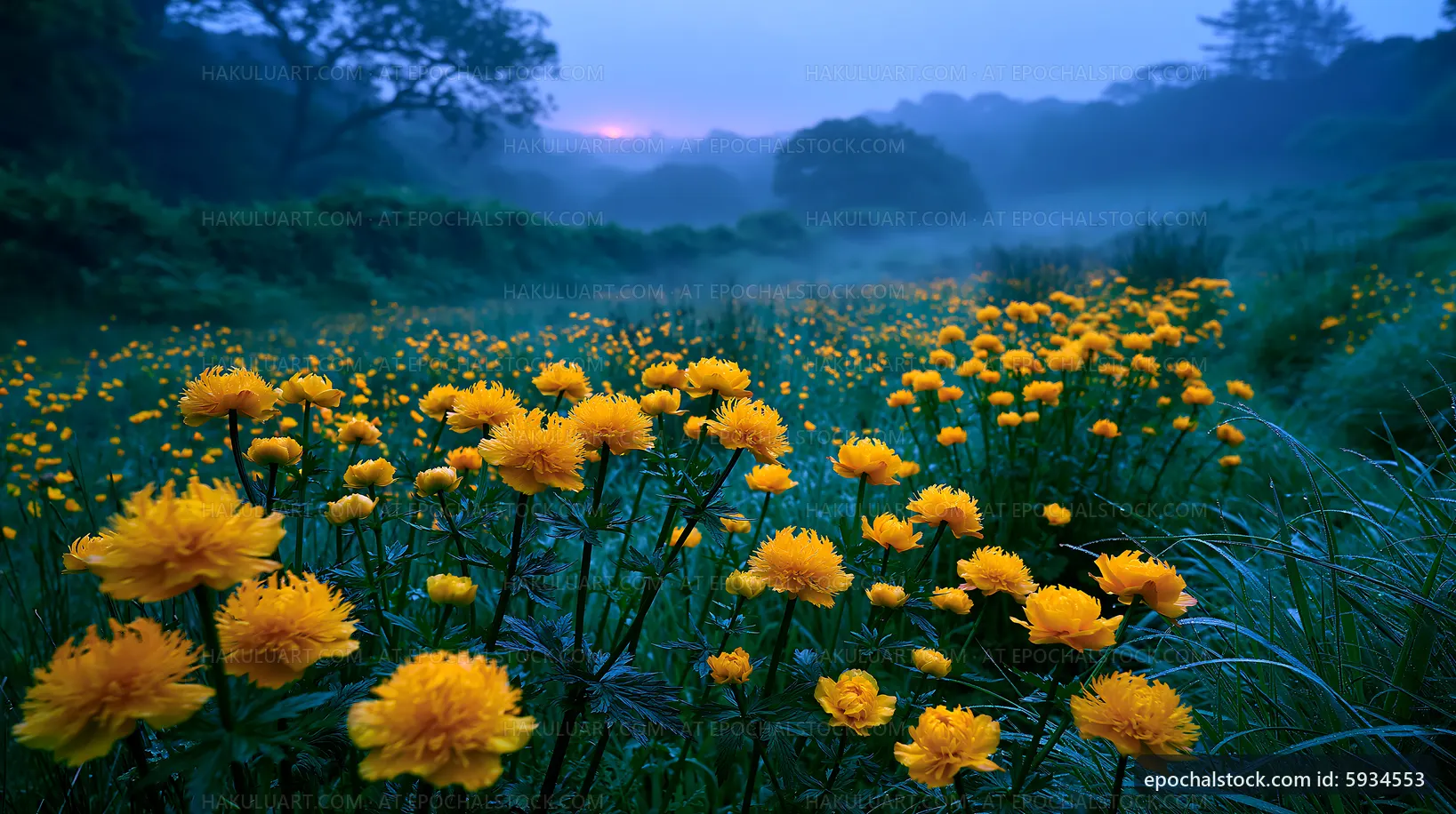 Yellow flowers in a foggy meadow at dusk