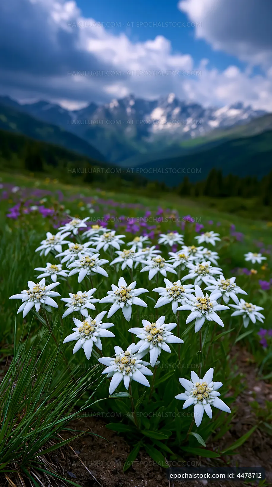 White flowers in a meadow with mountains in the background