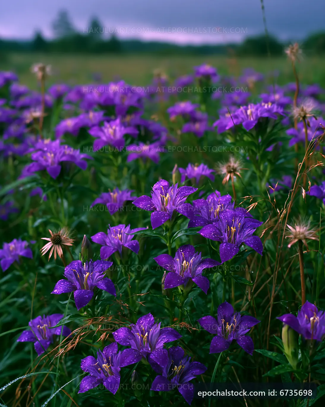 Purple flowers growing in a field under a grey sky