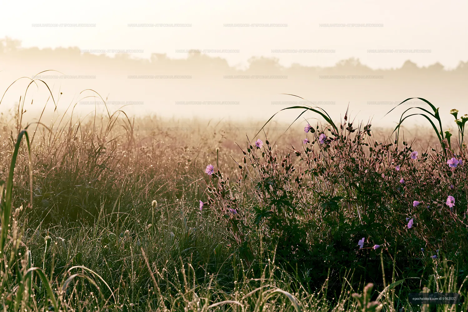 Morning fog over a meadow with wildflowers at sunrise