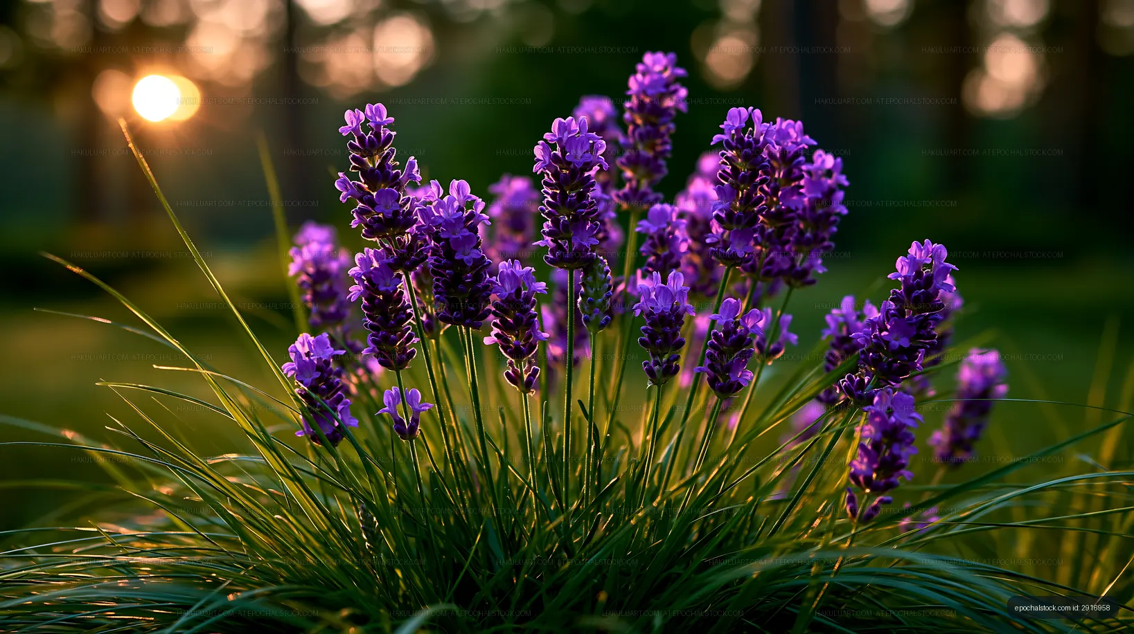 Lavender flowers blooming in garden during sunset
