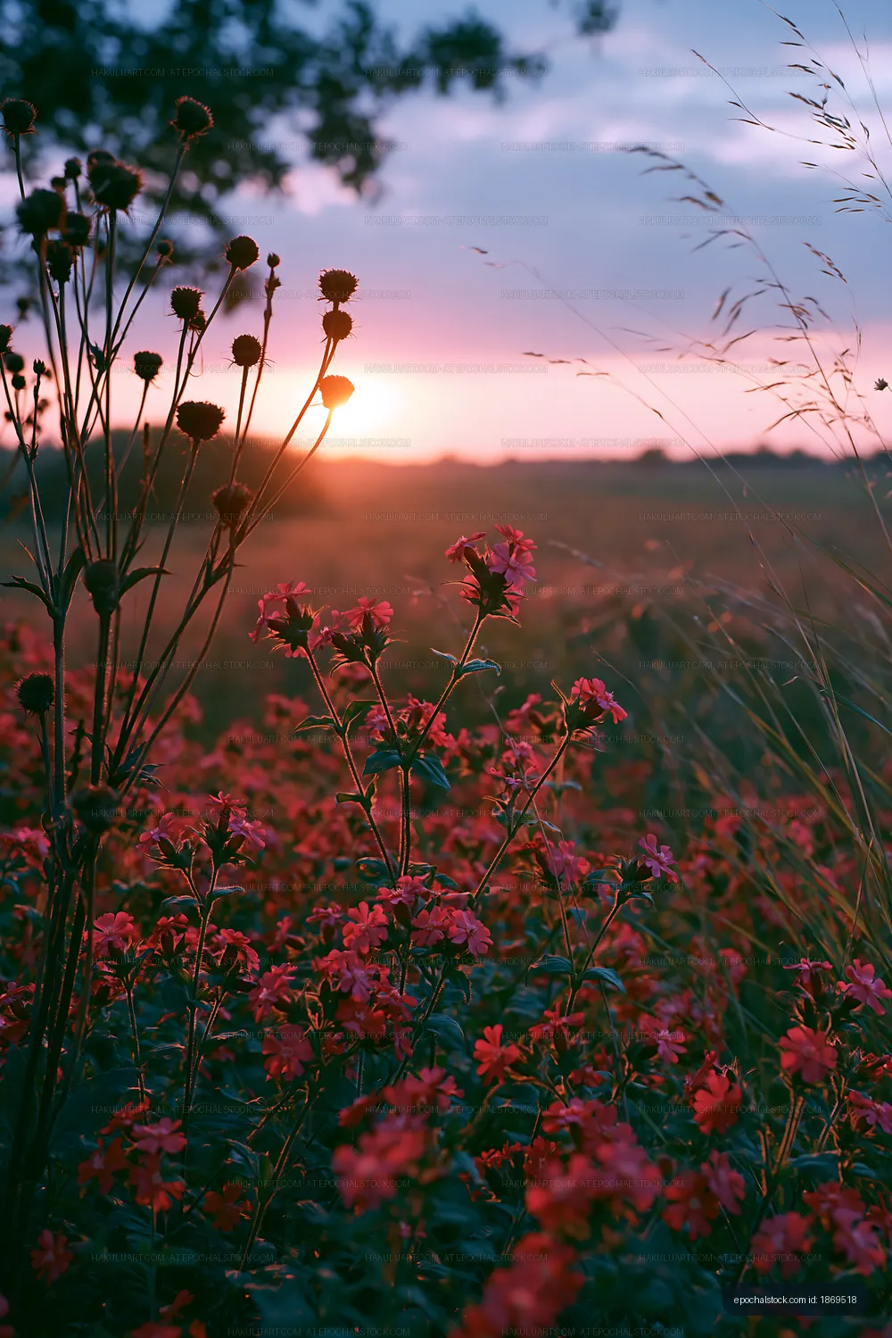Sunset over a field of wildflowers with tall grass