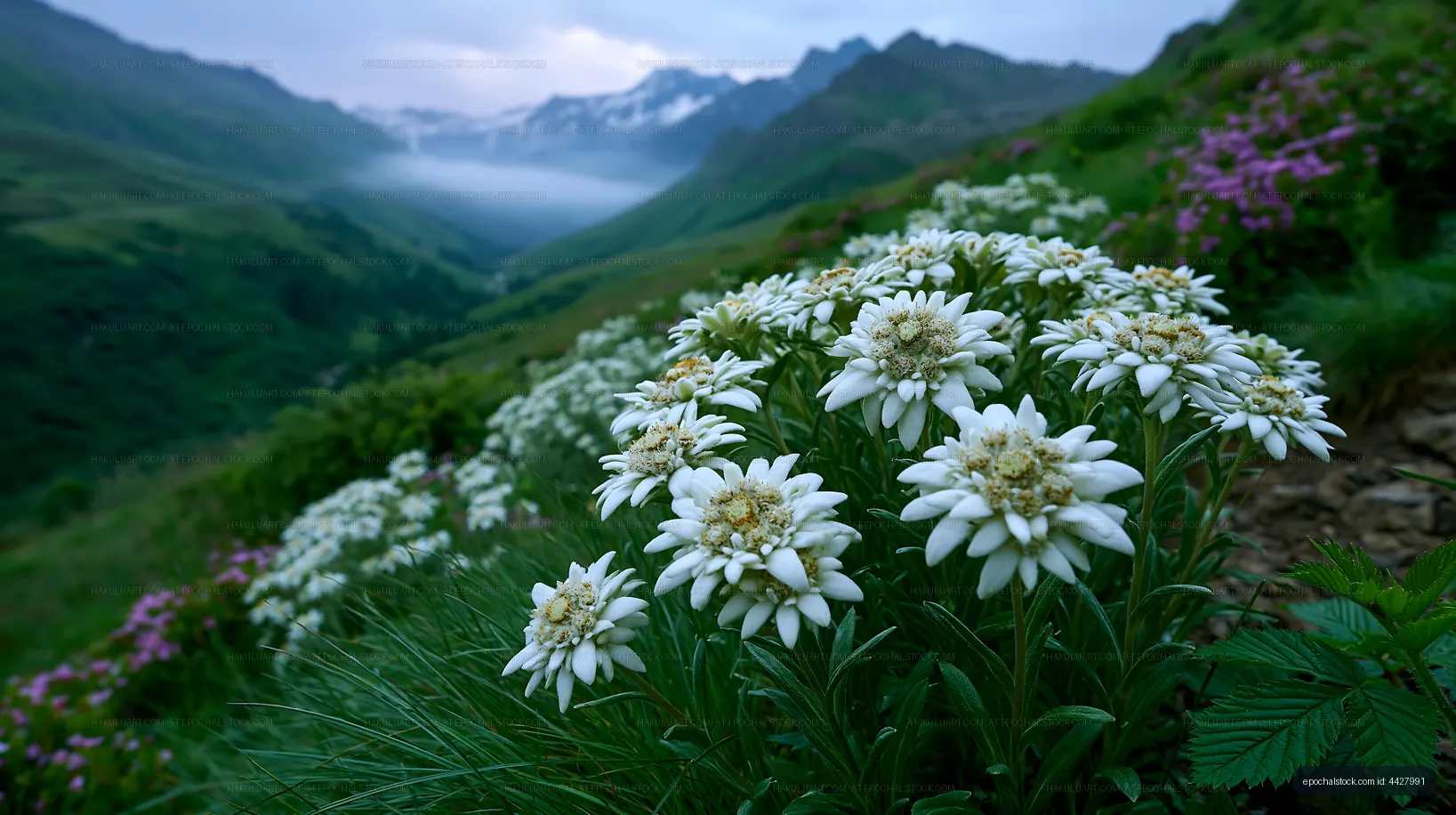 Mountain landscape with white flowers in foreground
