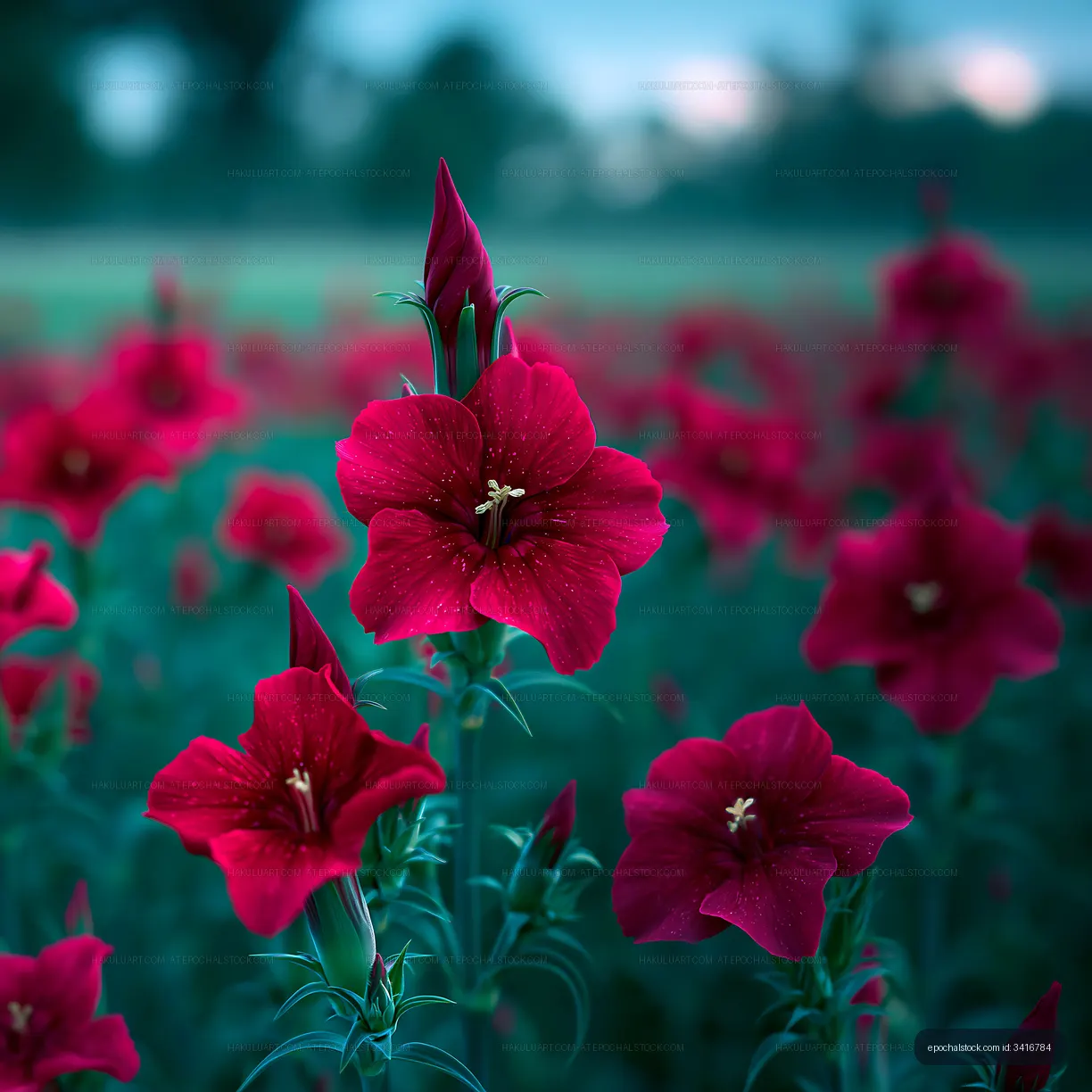 Bright red flowers in a field during twilight
