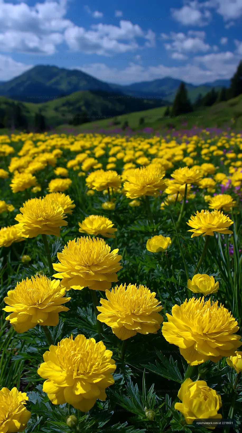 Yellow flowers bloom in a green valley under blue sky
