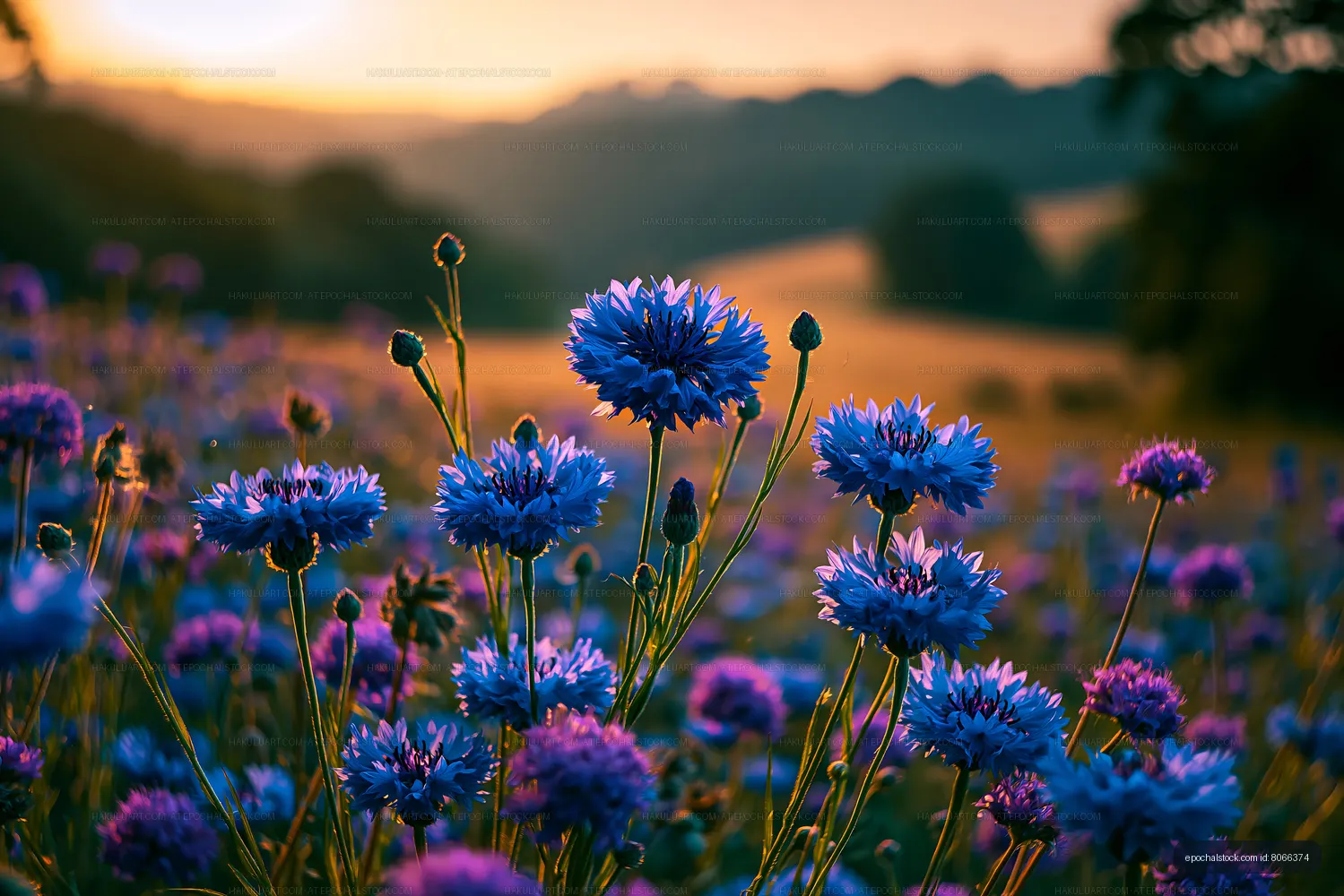 Purple flowers bloom under a sunset sky in a field