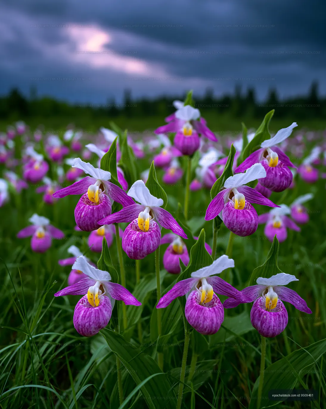 Colorful orchids blooming in a field under a cloudy sky