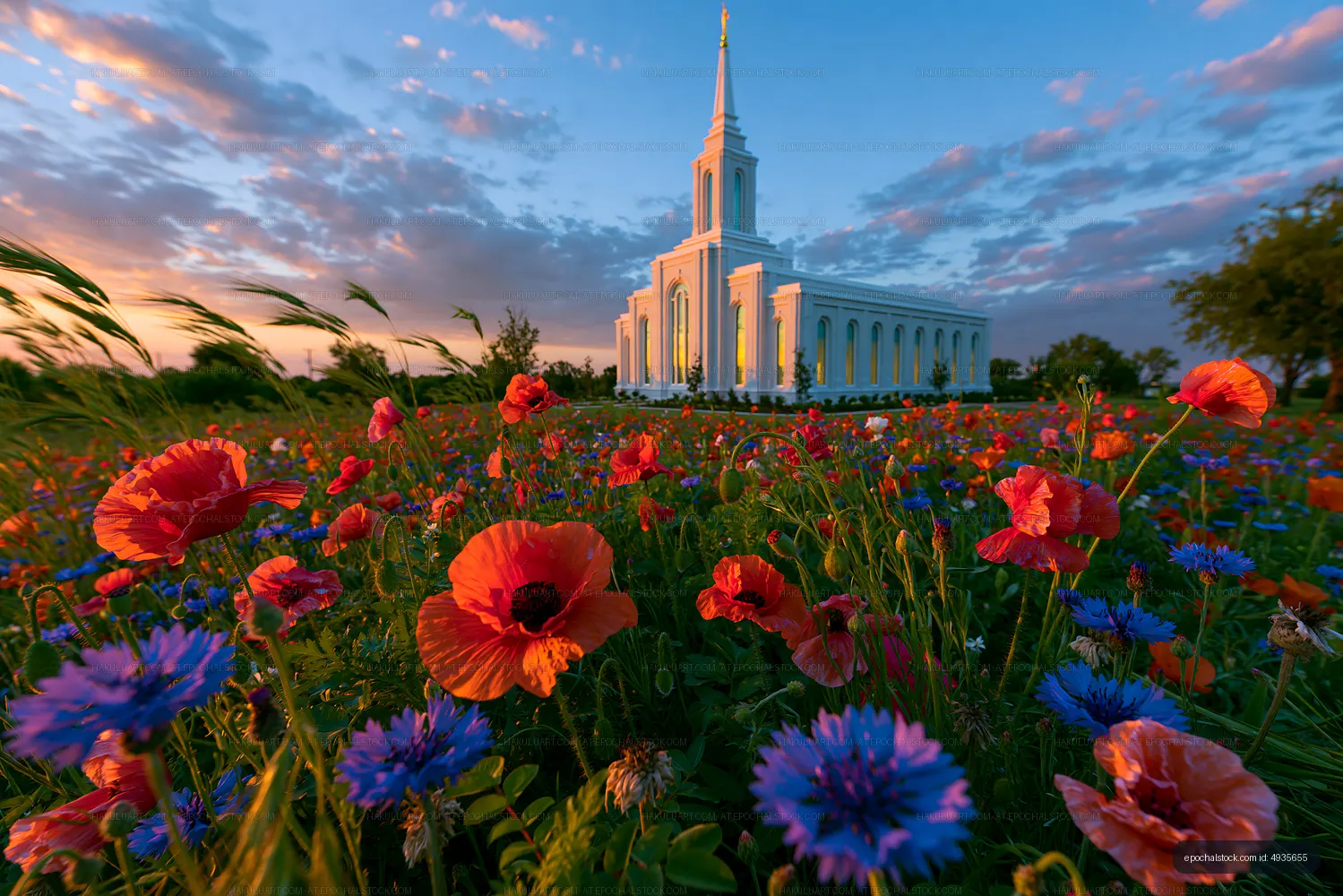 Flowers bloom near a white church at sunset